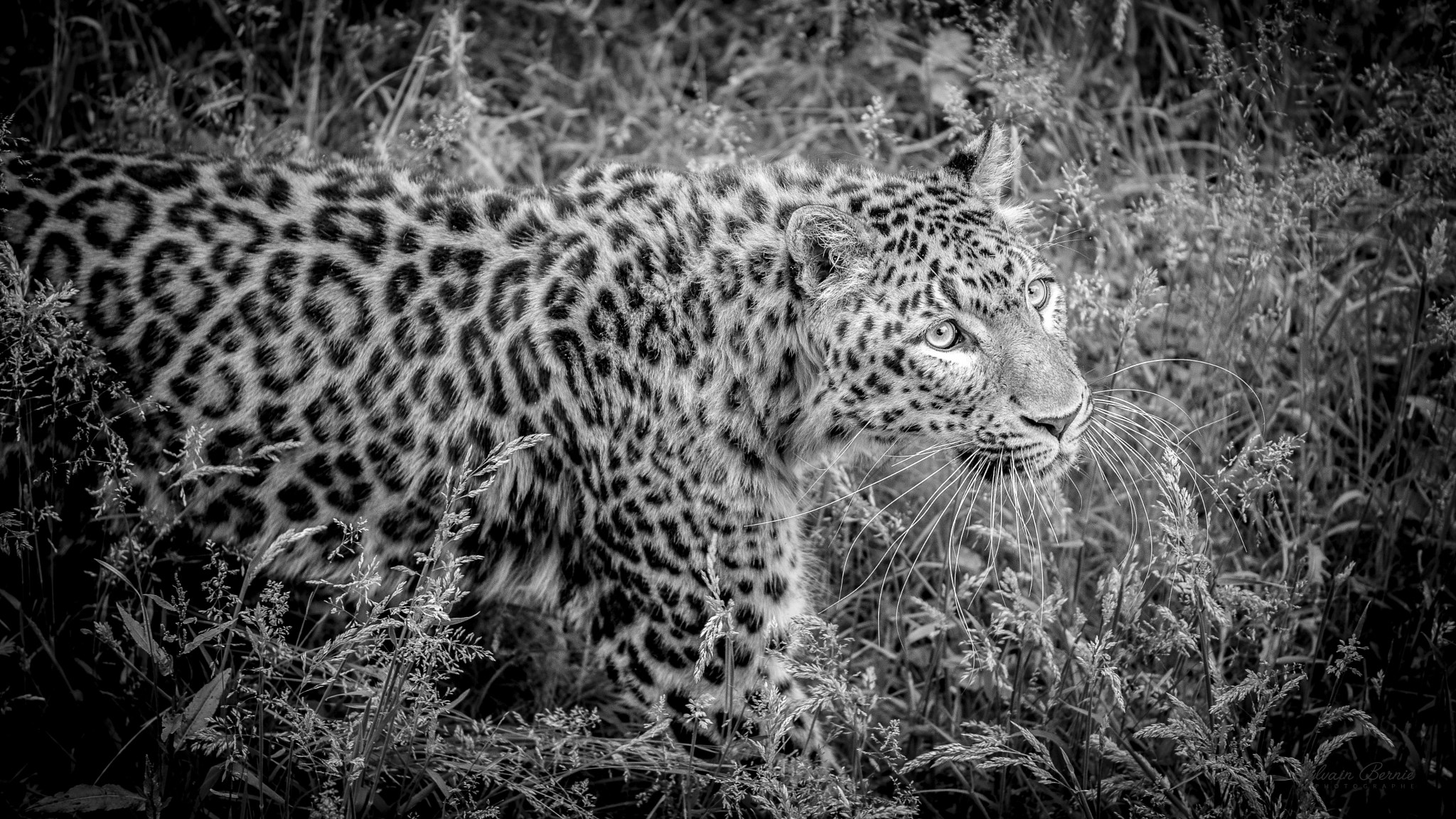 Nikon AF-S Nikkor 70-200mm F4G ED VR sample photo. The panther photography