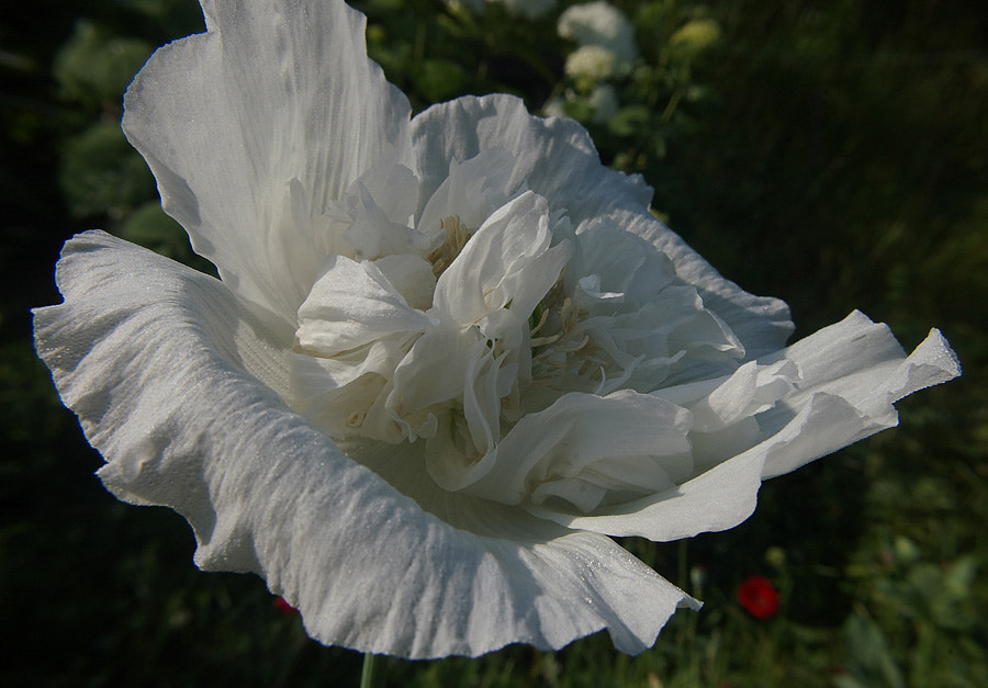 Pentax K110D sample photo. White flower. photography