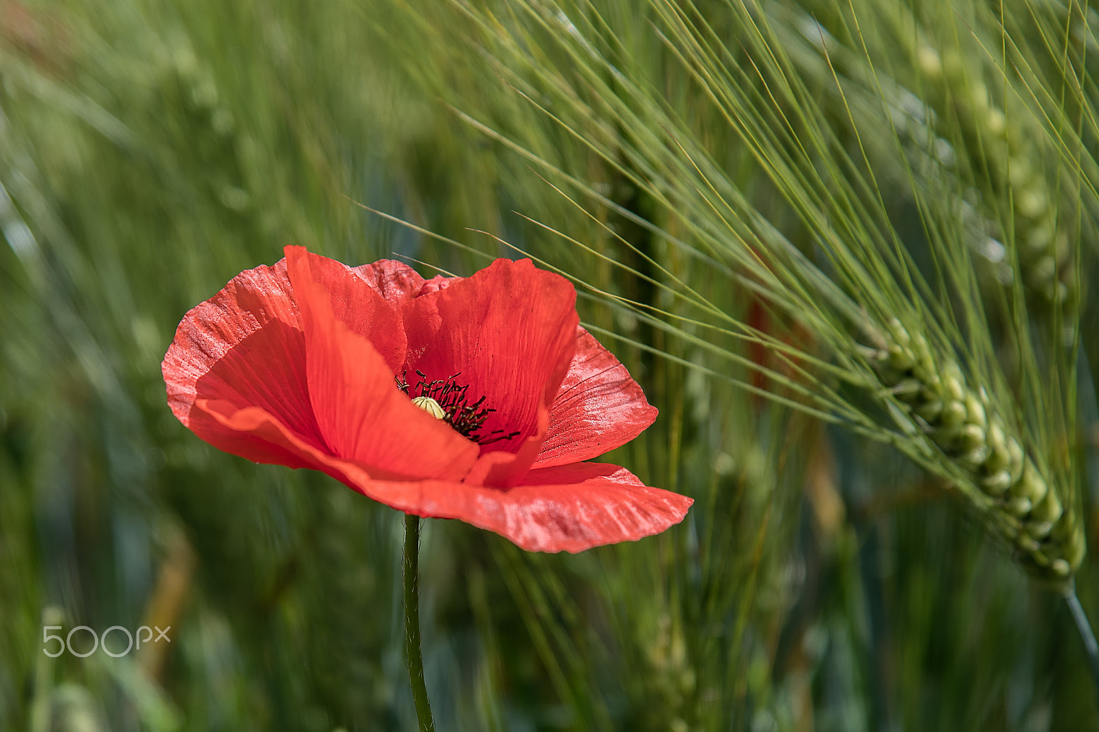 Nikon D500 sample photo. Mohnblume photography