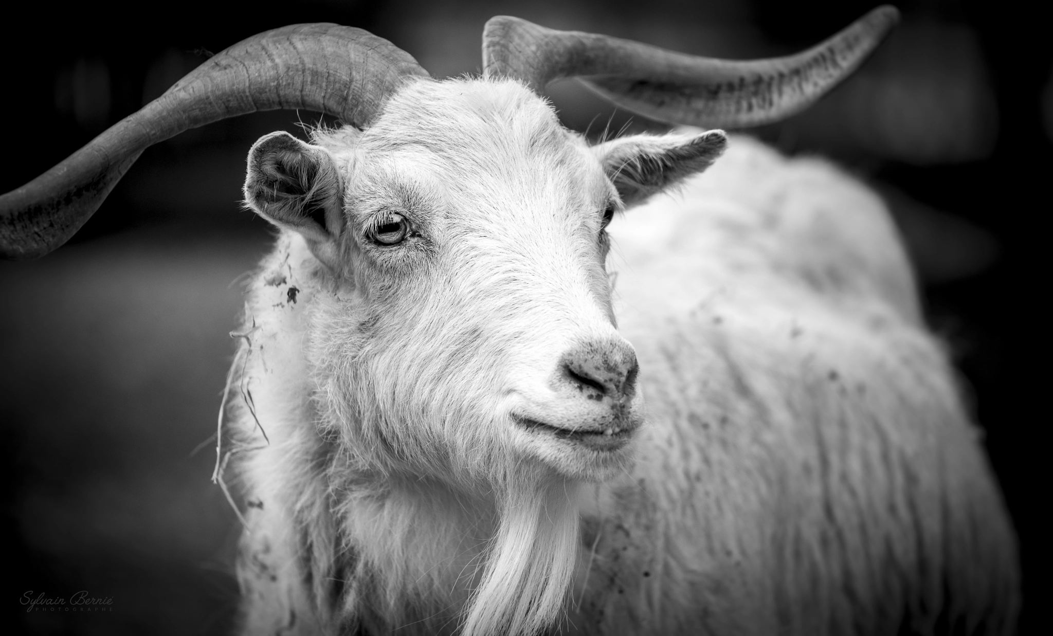 Nikon AF-S Nikkor 70-200mm F4G ED VR sample photo. The billy goat photography