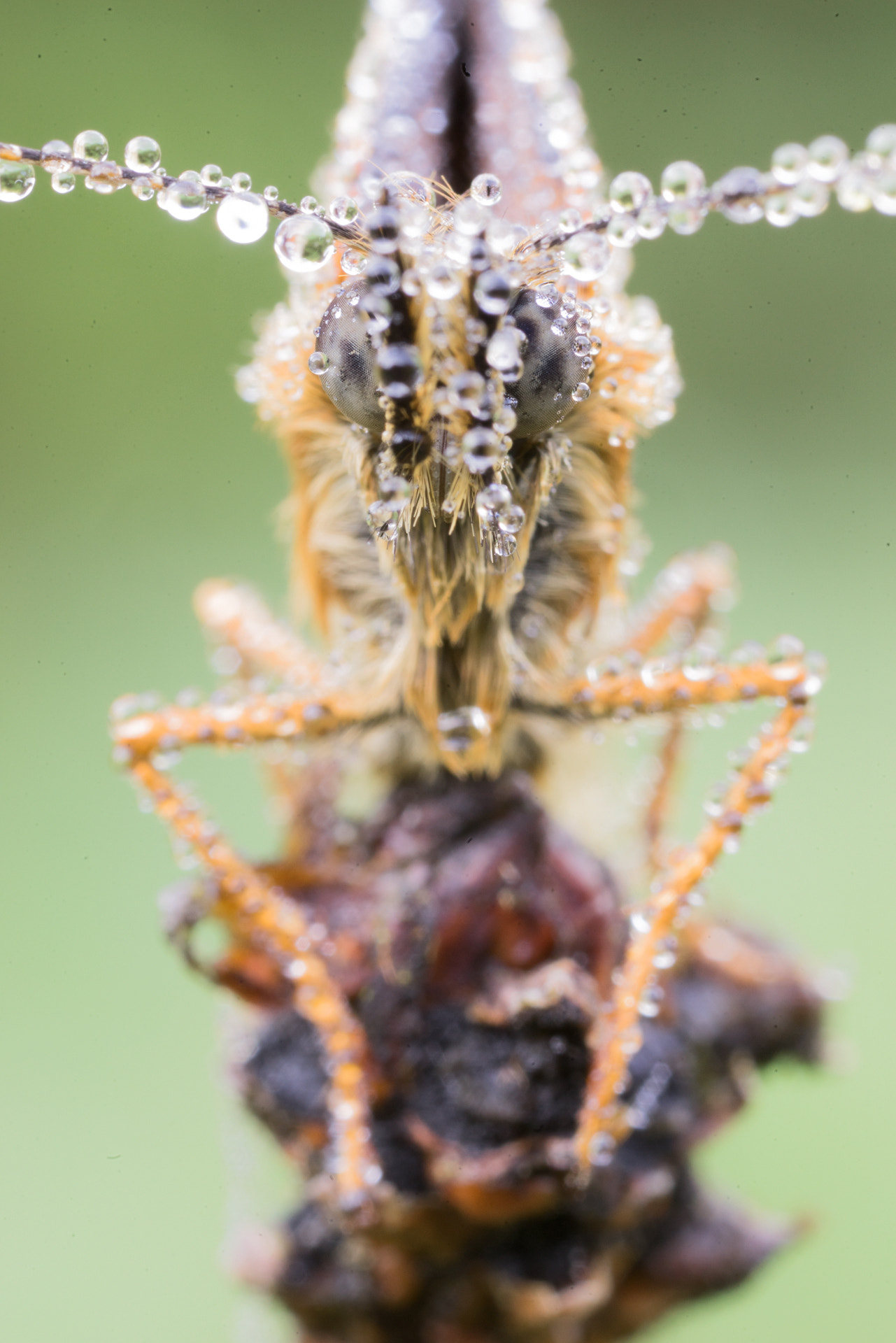 Canon MP-E 65mm F2.5 1-5x Macro Photo sample photo. Euphydryas aurinia photography