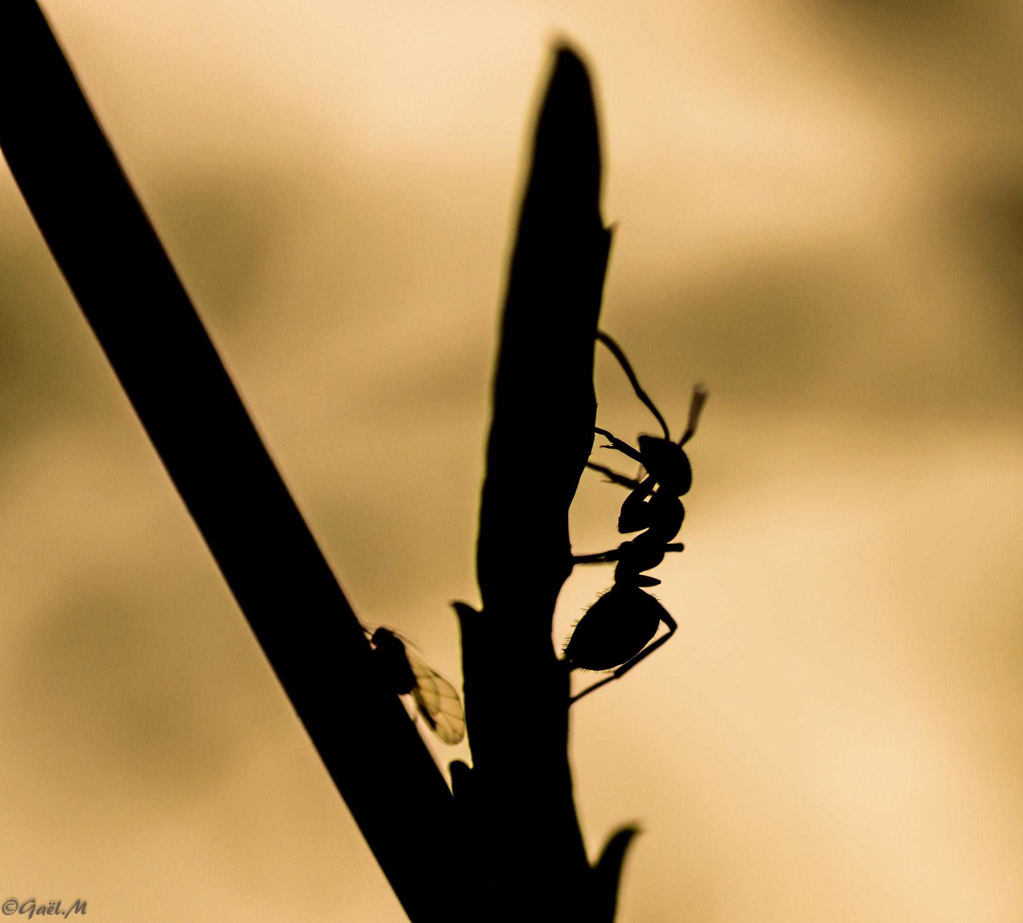 Tamron SP AF 90mm F2.8 Di Macro sample photo. Fourmis - puceron photography