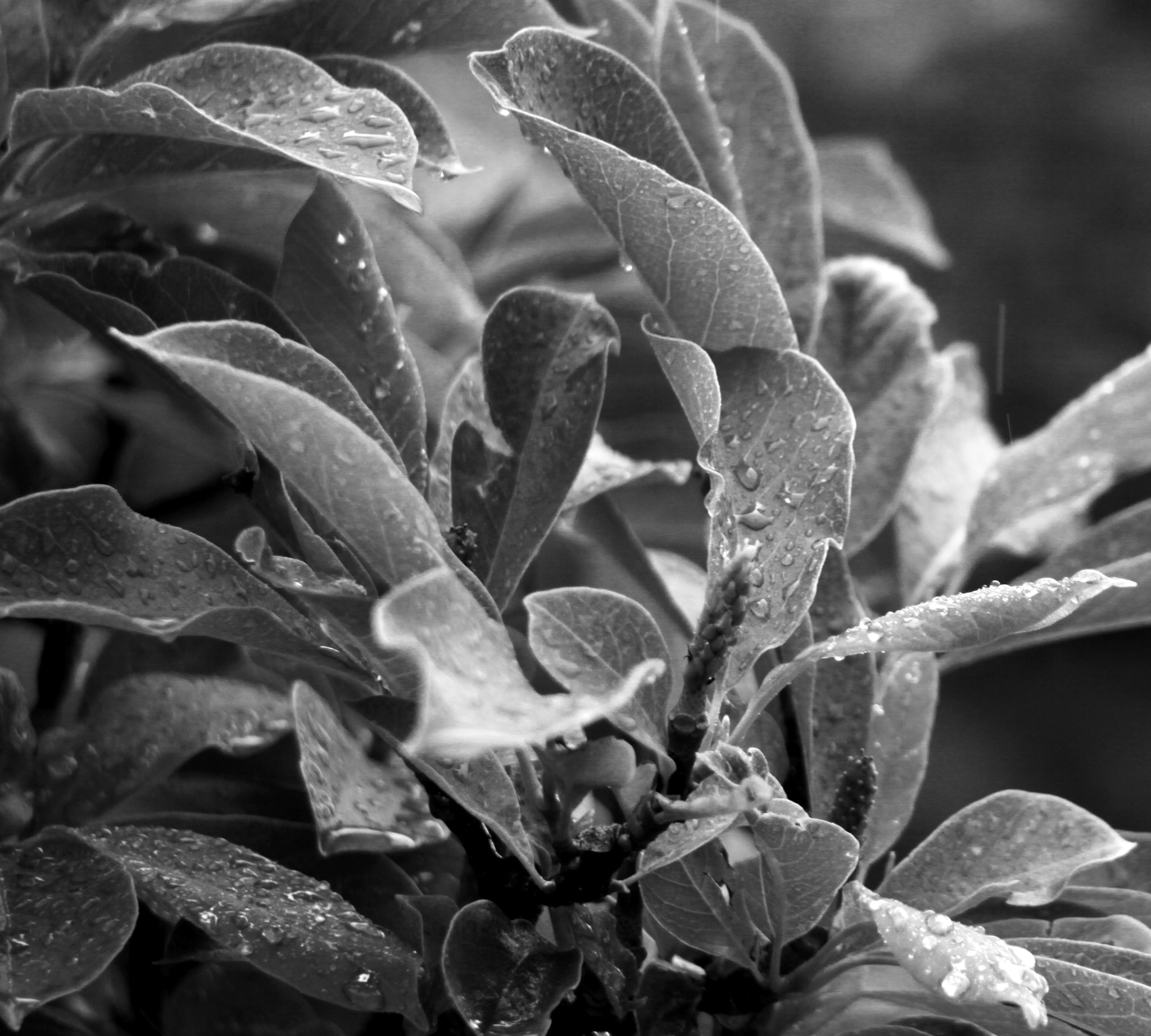 Canon EF 100-300mm F4.5-5.6 USM sample photo. After the rain photography