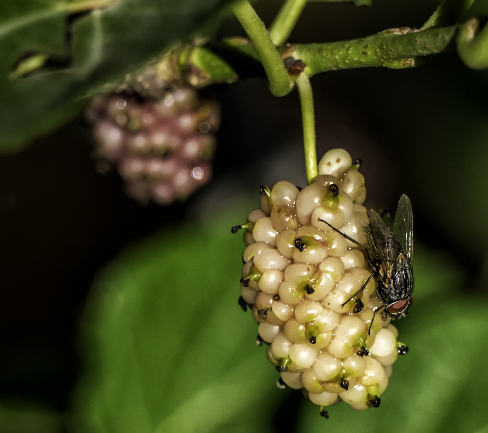 Panasonic Lumix DMC-GH4 sample photo. Flyberry photography