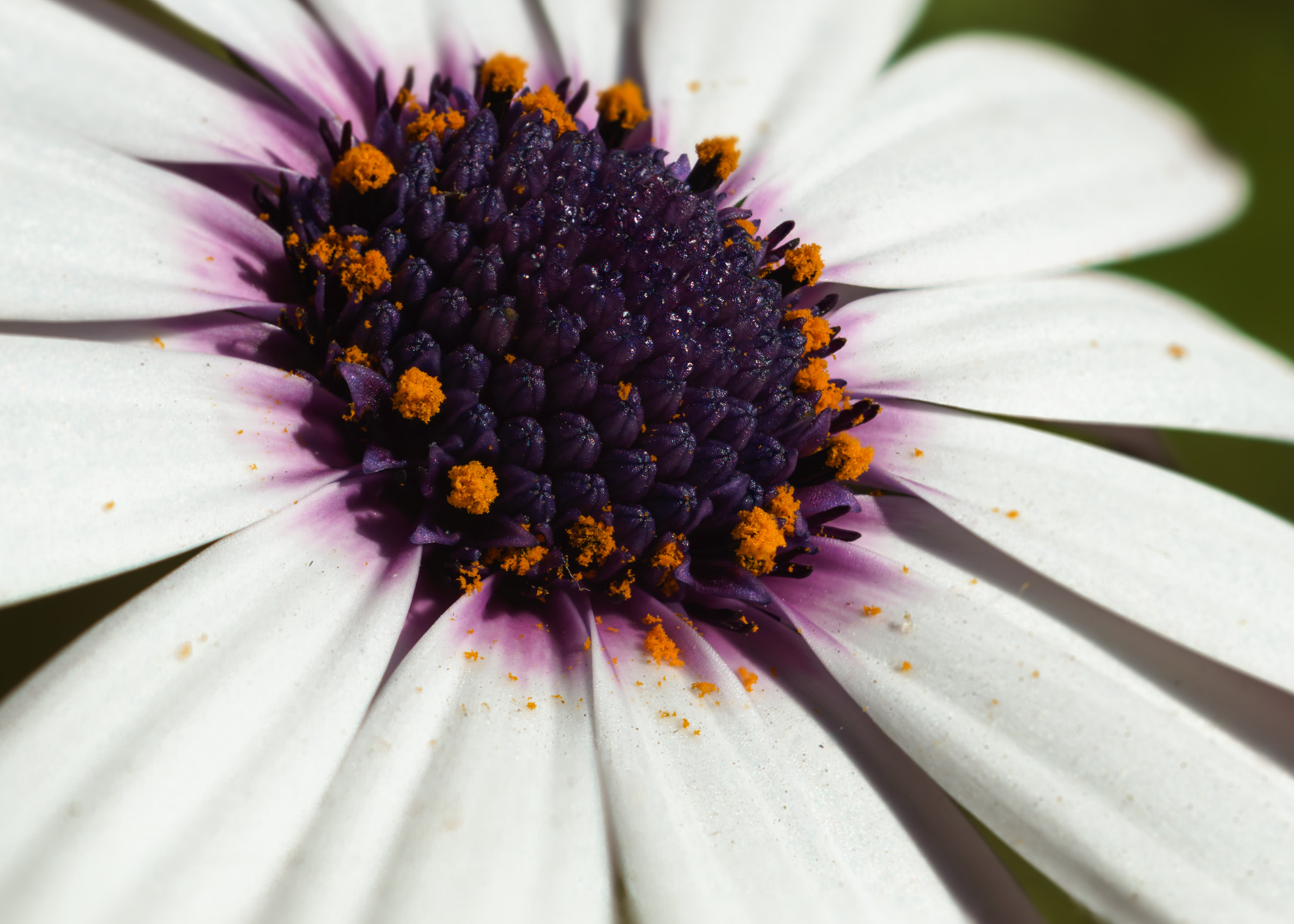 Sony DT 30mm F2.8 Macro SAM sample photo. Radial nature photography