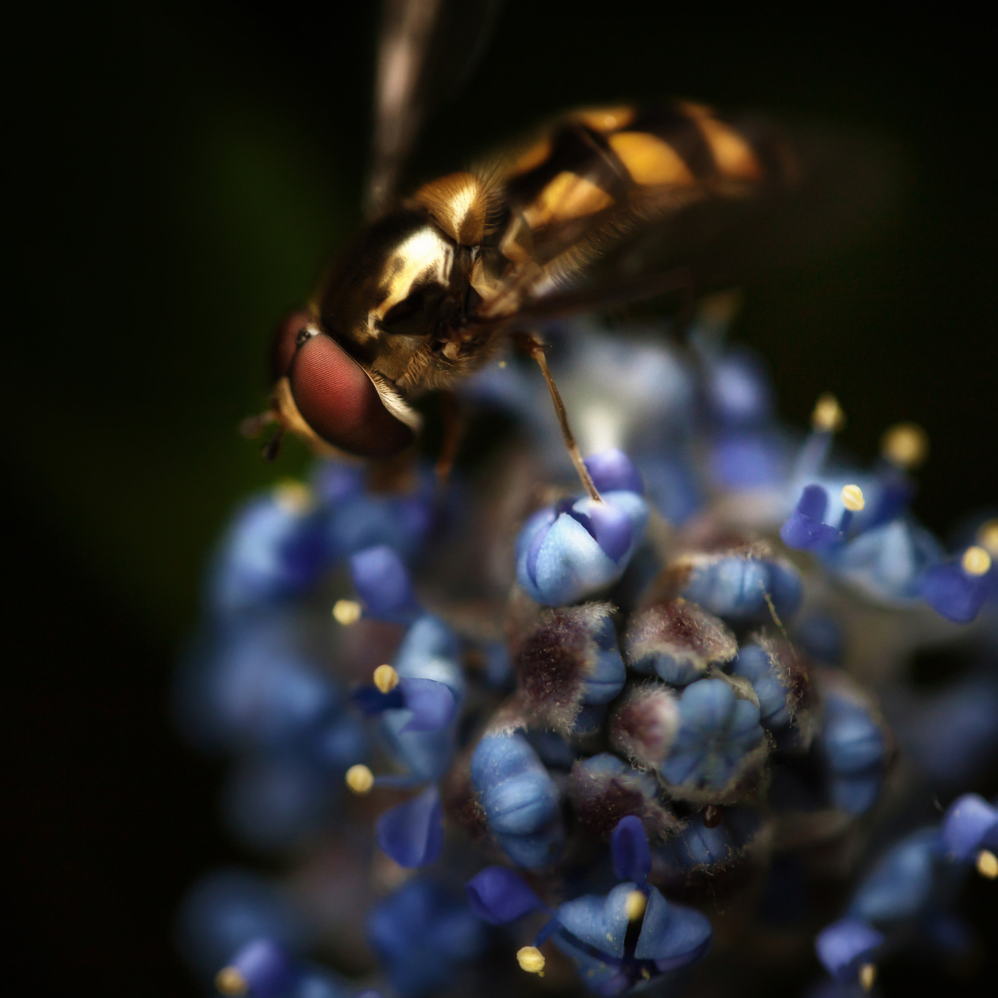 Canon EF-S 60mm F2.8 Macro USM sample photo. Syrphe photography