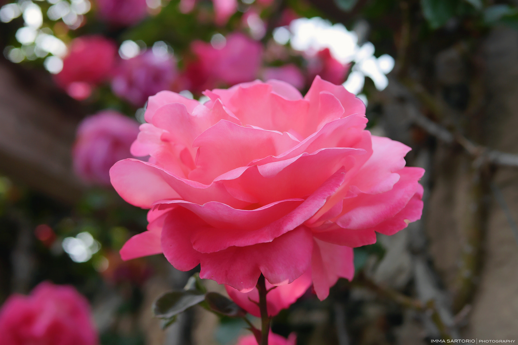 Panasonic Lumix DMC-GH3 + Panasonic Leica DG Summilux 25mm F1.4 II ASPH sample photo. Rosa ** photography