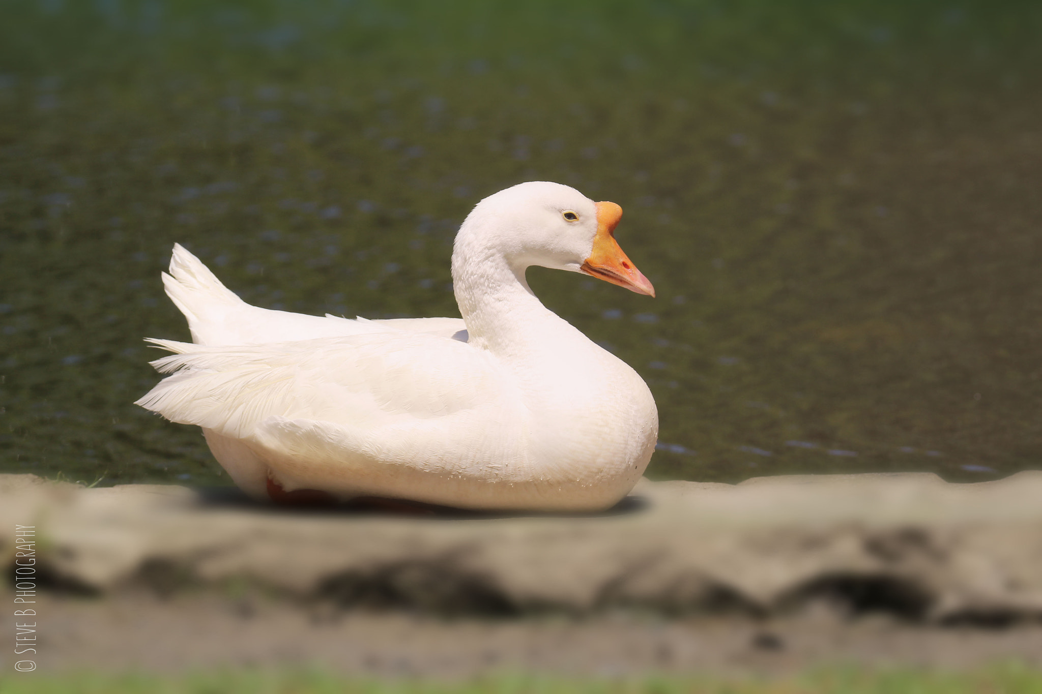 Tamron SP 150-600mm F5-6.3 Di VC USD sample photo. Female swan goose photography