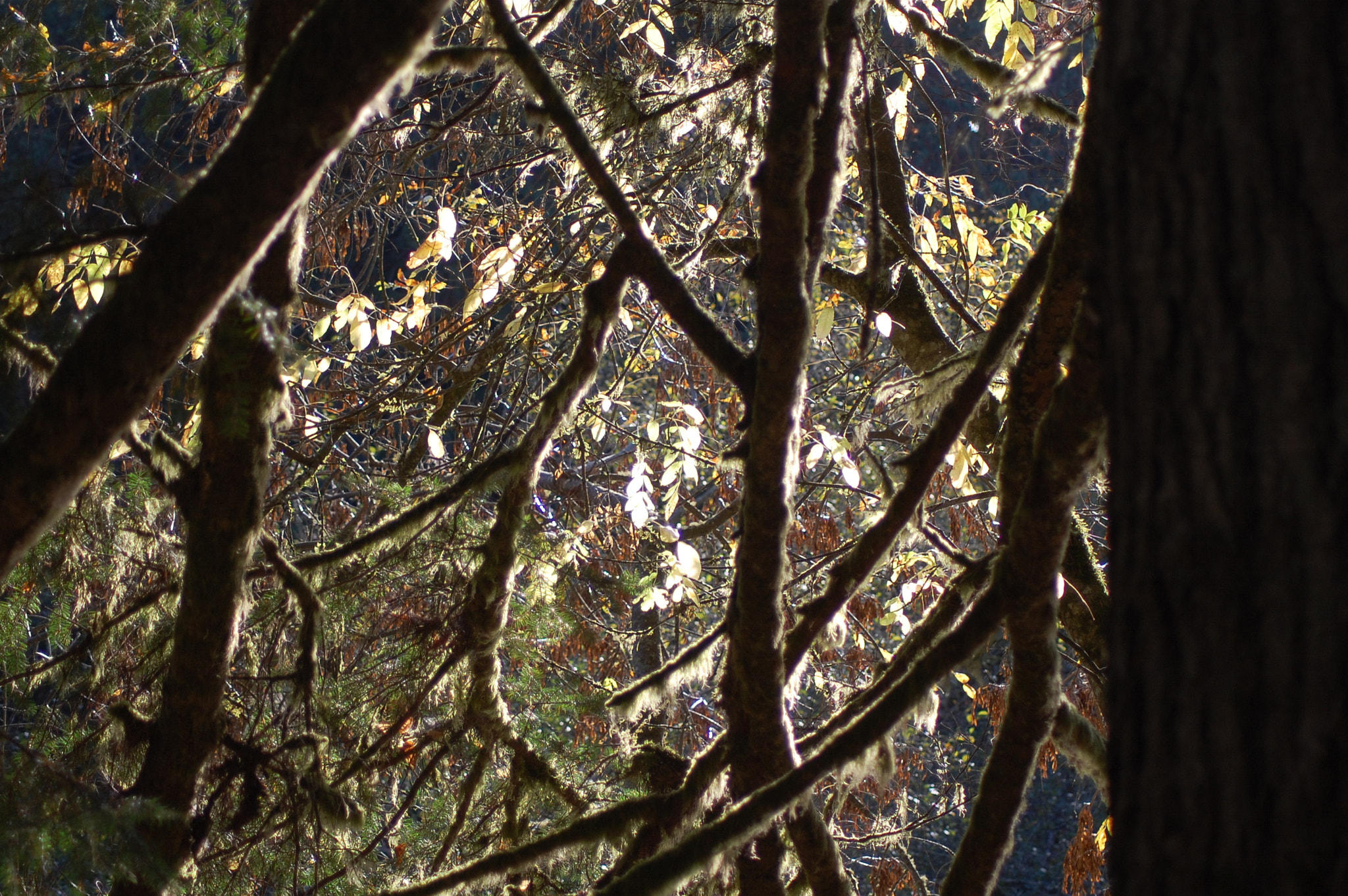 Nikon AF Nikkor 70-300mm F4-5.6G sample photo. Boughs photography
