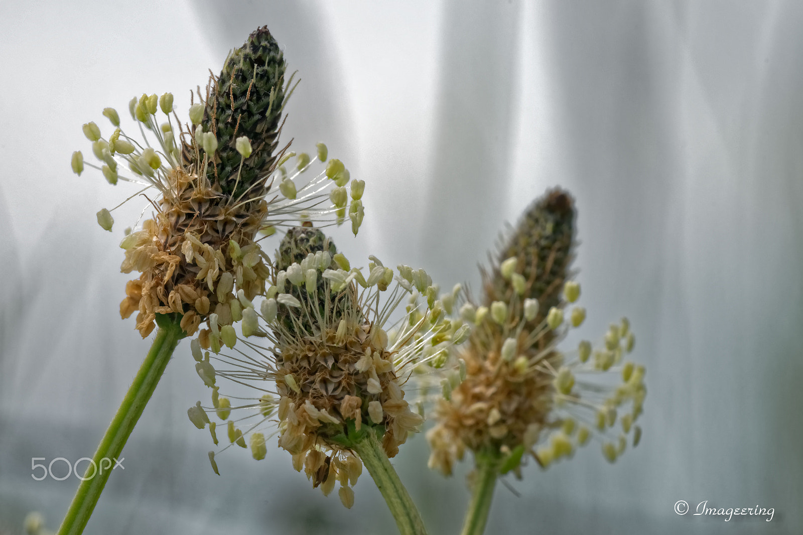 Sony SLT-A99V sample photo. Flowering grass photography