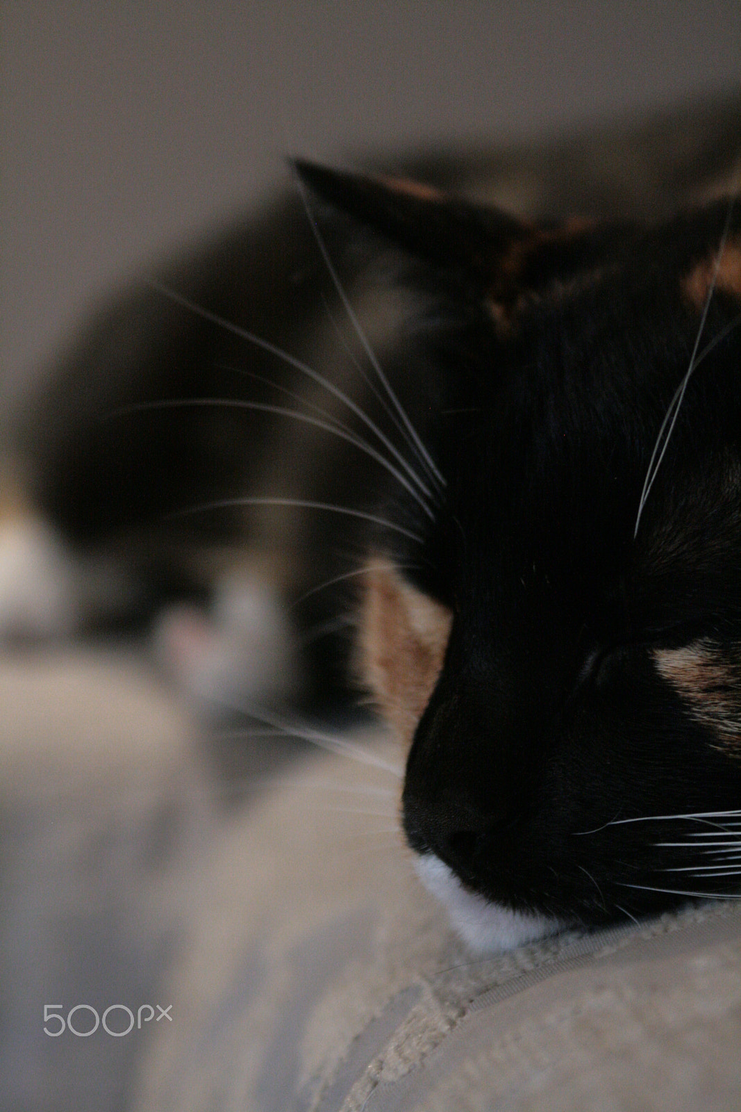 Canon EF 28-90mm f/4-5.6 sample photo. Tess photography
