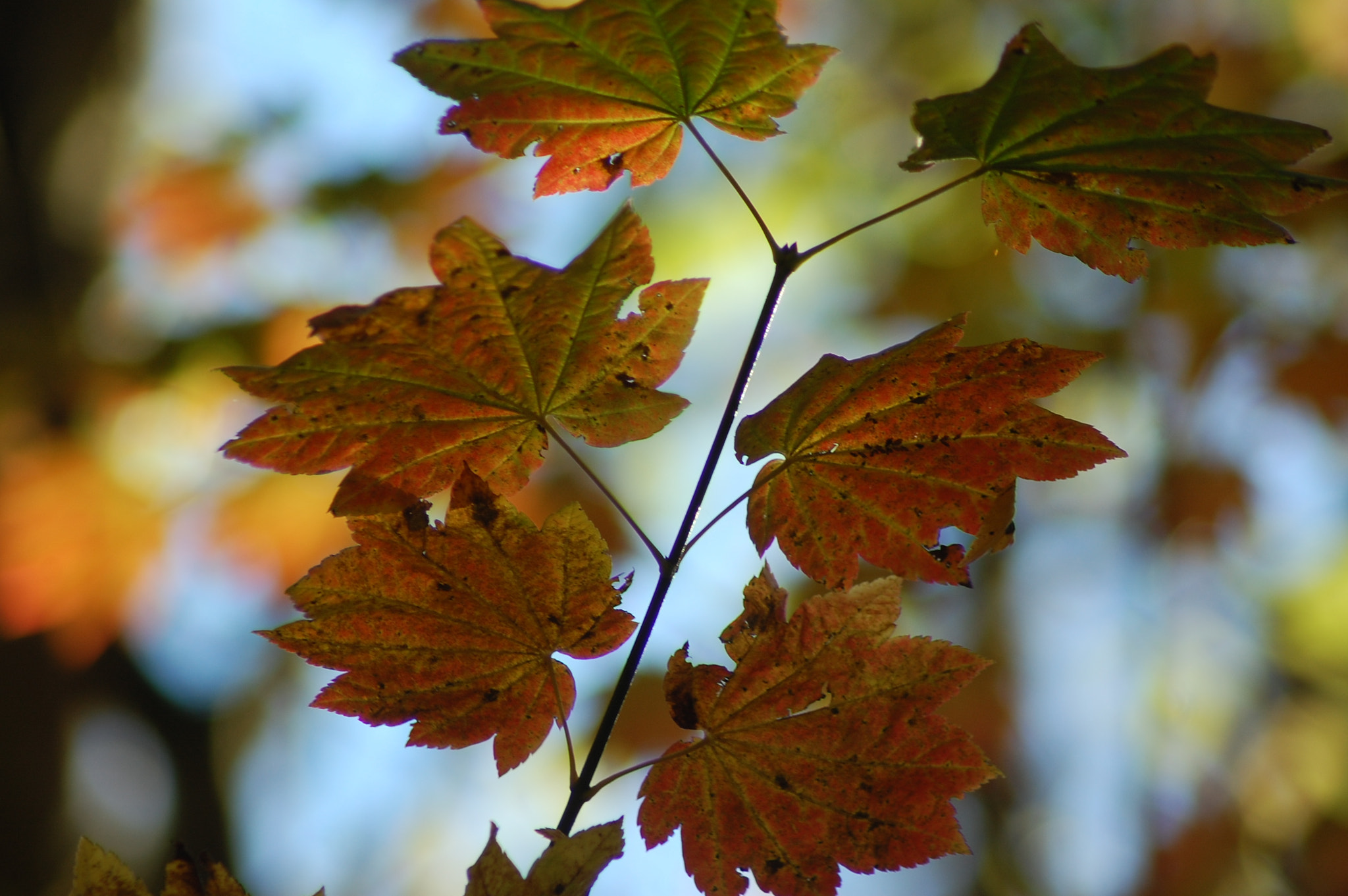 Nikon AF Nikkor 70-300mm F4-5.6G sample photo. Autumn leaves photography