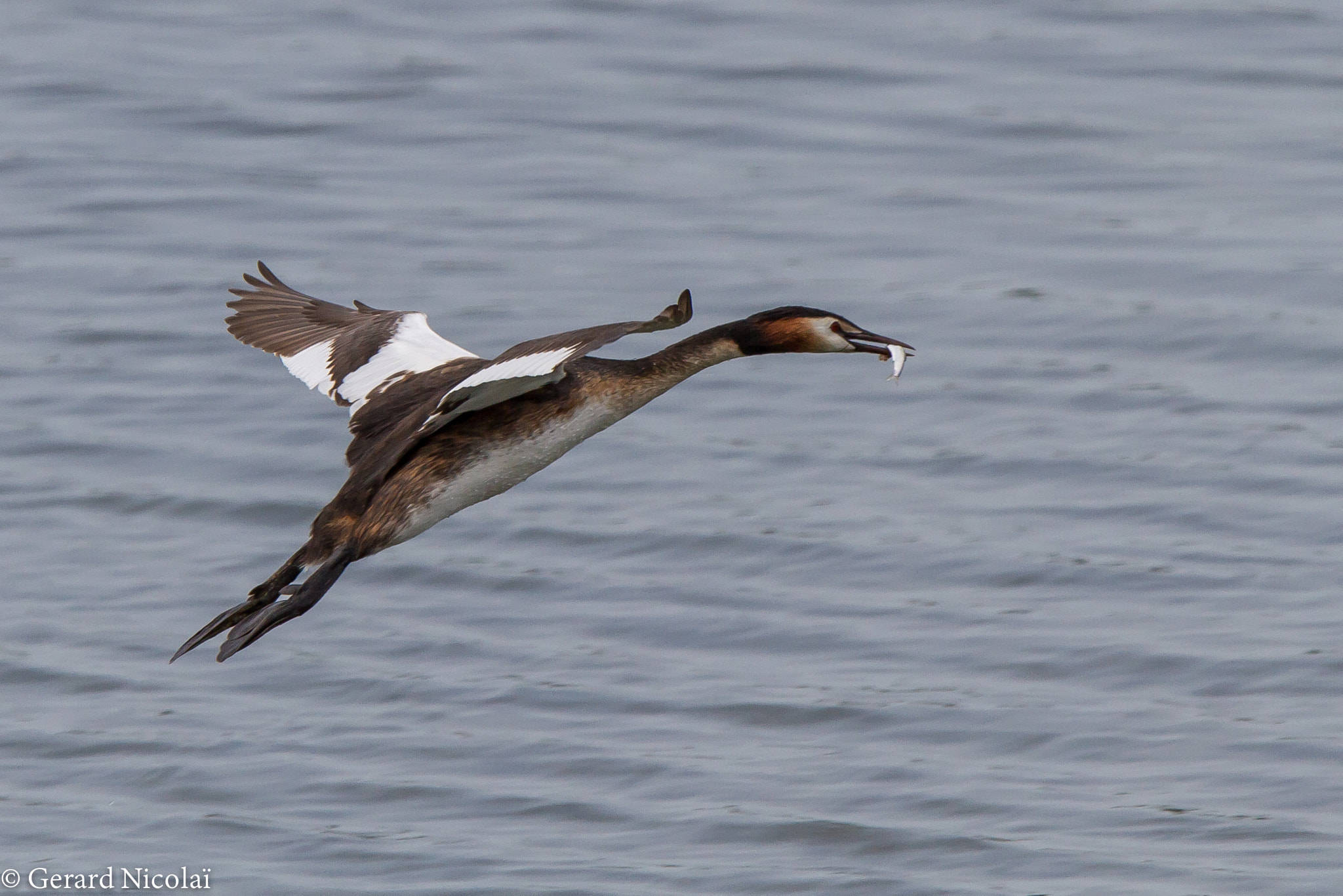 Canon EF 300mm F2.8L IS USM sample photo. Great crested grebe flying with food photography