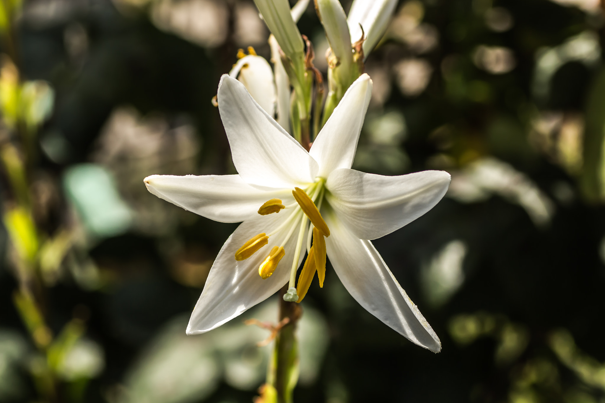 Canon EOS 700D (EOS Rebel T5i / EOS Kiss X7i) + Tamron SP AF 90mm F2.8 Di Macro sample photo. Lily photography