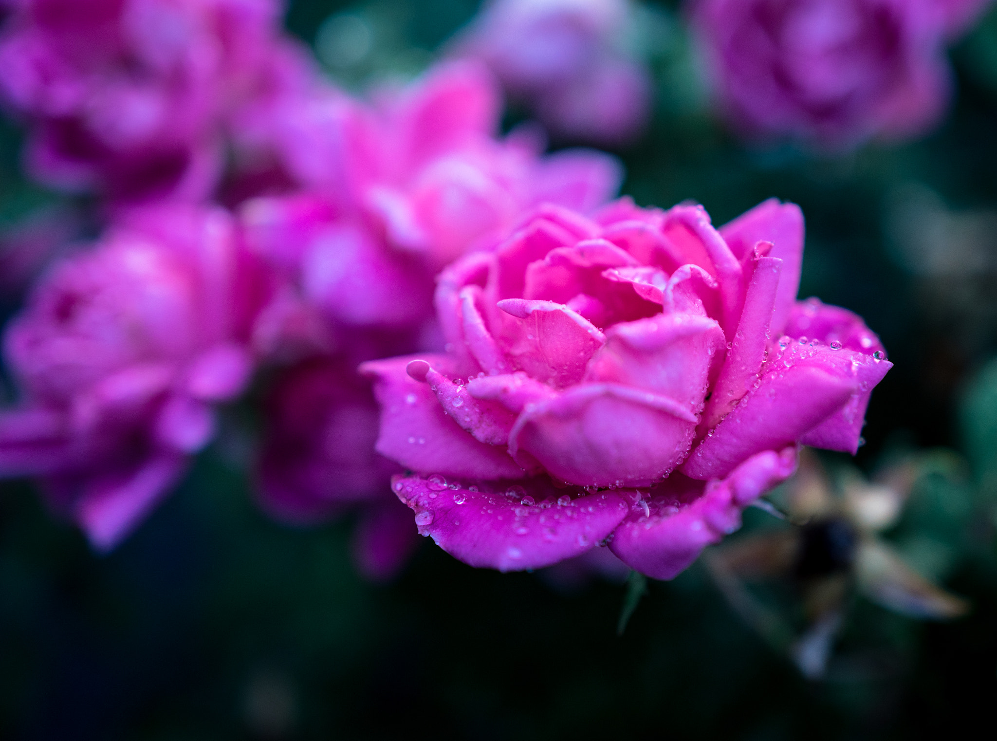 Sony a6300 + 18-35mm F1.8 DC HSM | Art 013 sample photo. Pink roses photography