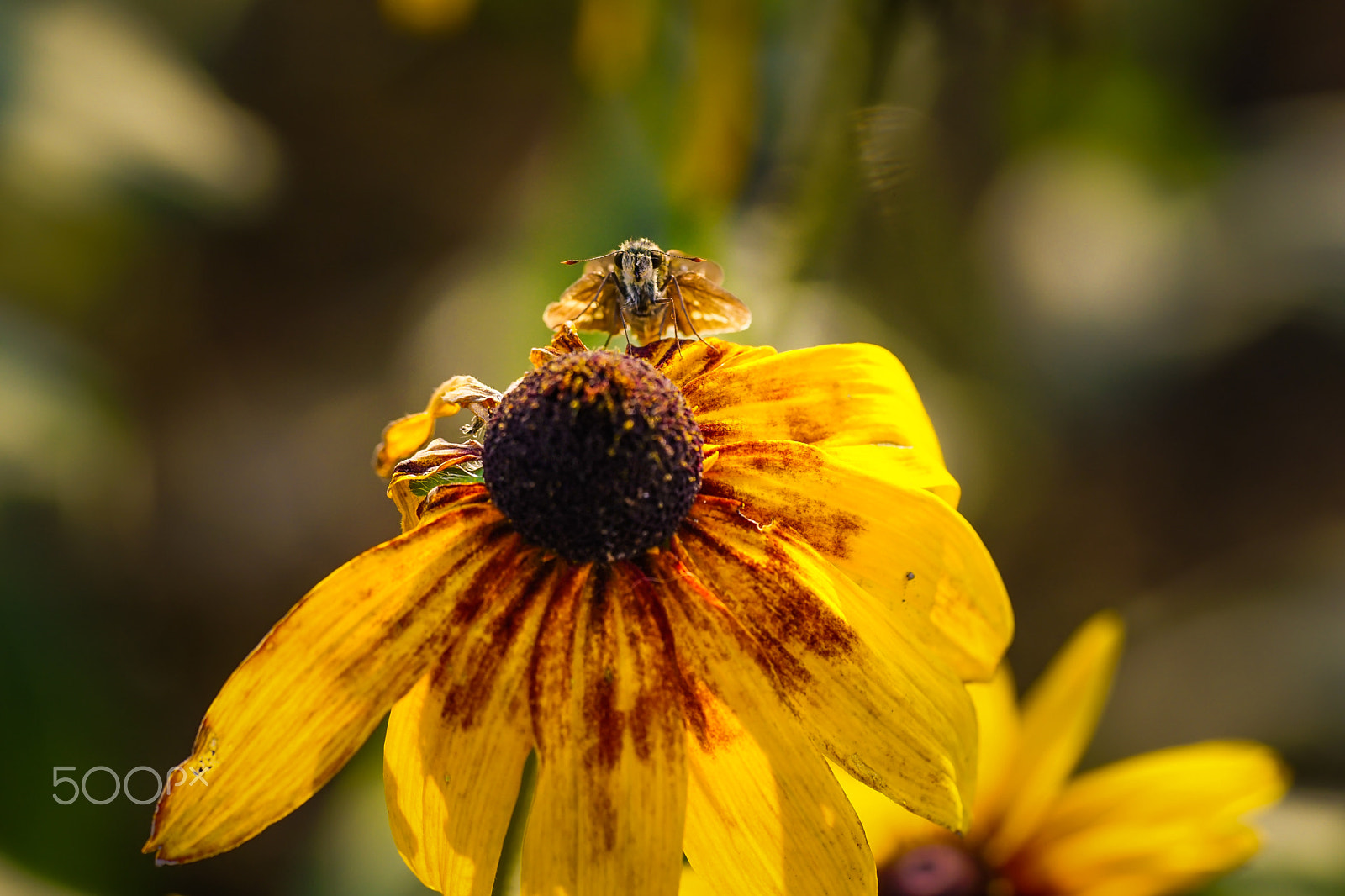 Sony ILCA-77M2 + Minolta AF 100mm F2.8 Macro [New] sample photo. Skipper photography