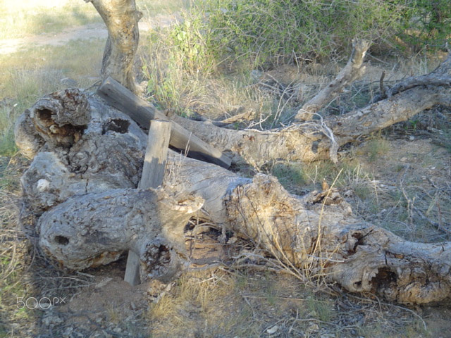 Sony DSC-P52 sample photo. Dead tree photography