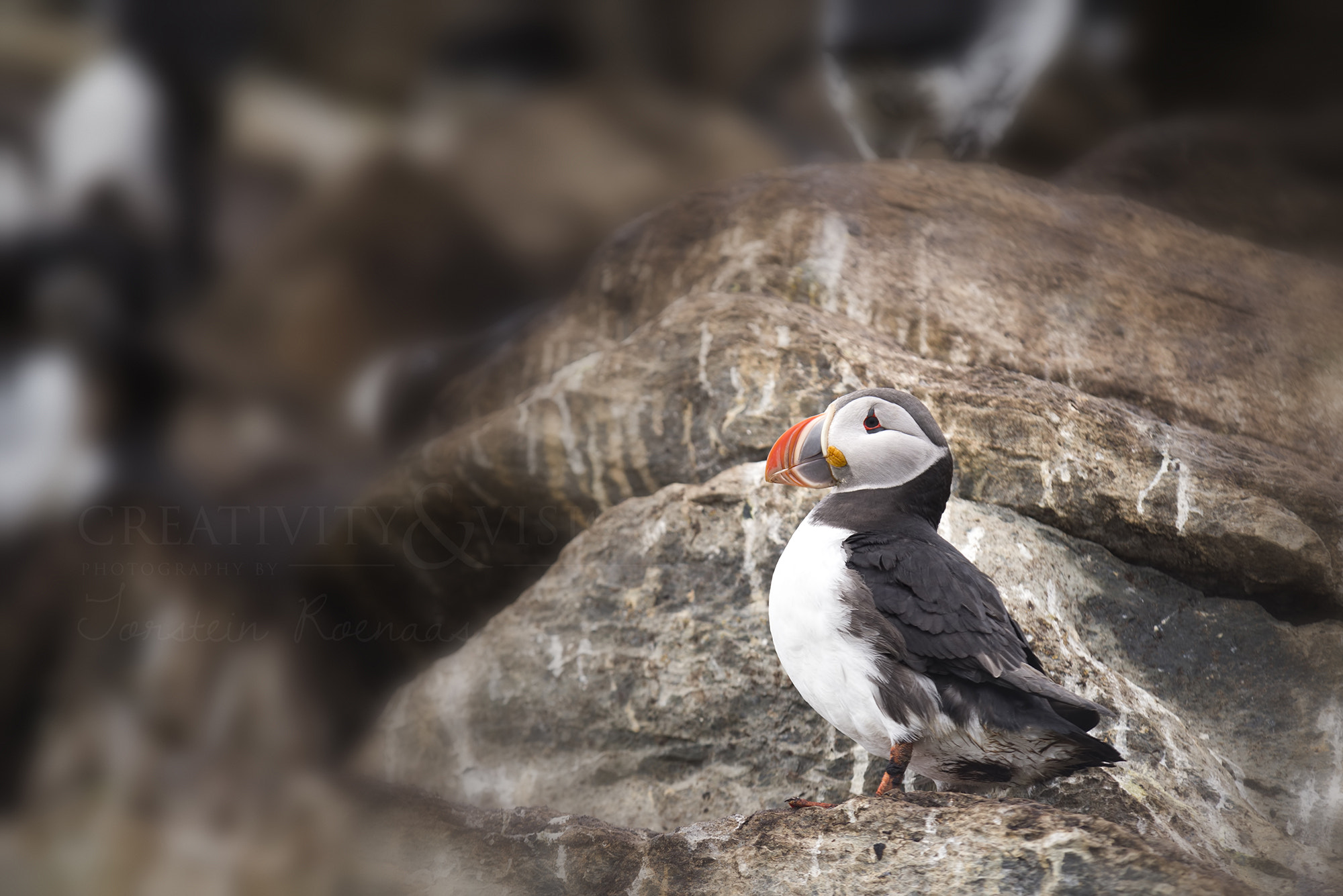 Pentax K-1 sample photo. Puffin photography