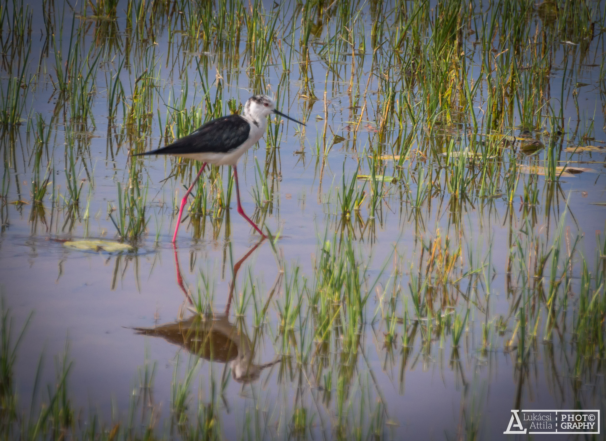 Olympus Zuiko Digital ED 70-300mm F4.0-5.6 sample photo. Reflection photography