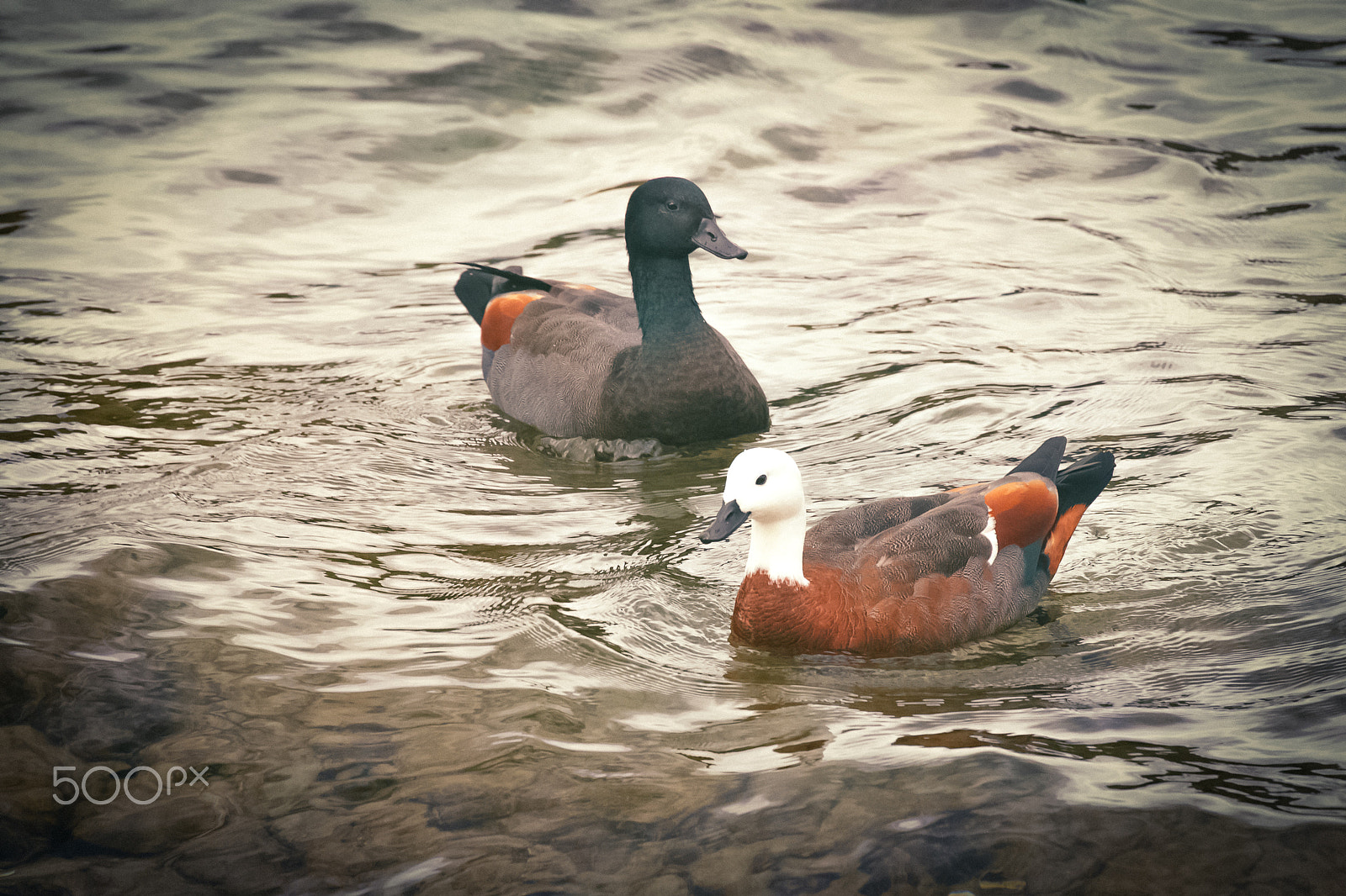 Canon EOS-1D X + Canon EF 100-400mm F4.5-5.6L IS II USM sample photo. 編輯 編輯 photography