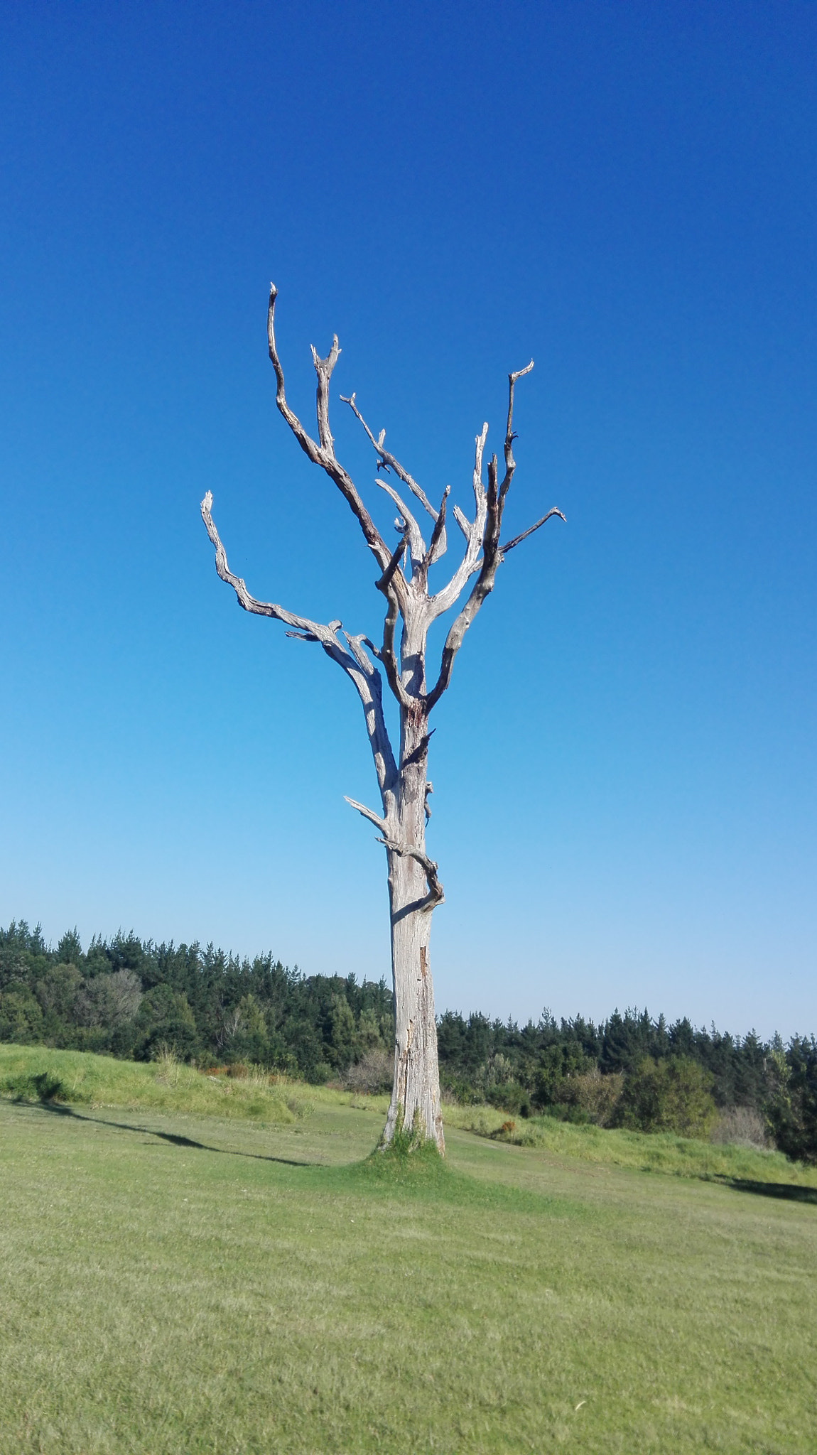 HUAWEI Mate 8 Lite sample photo