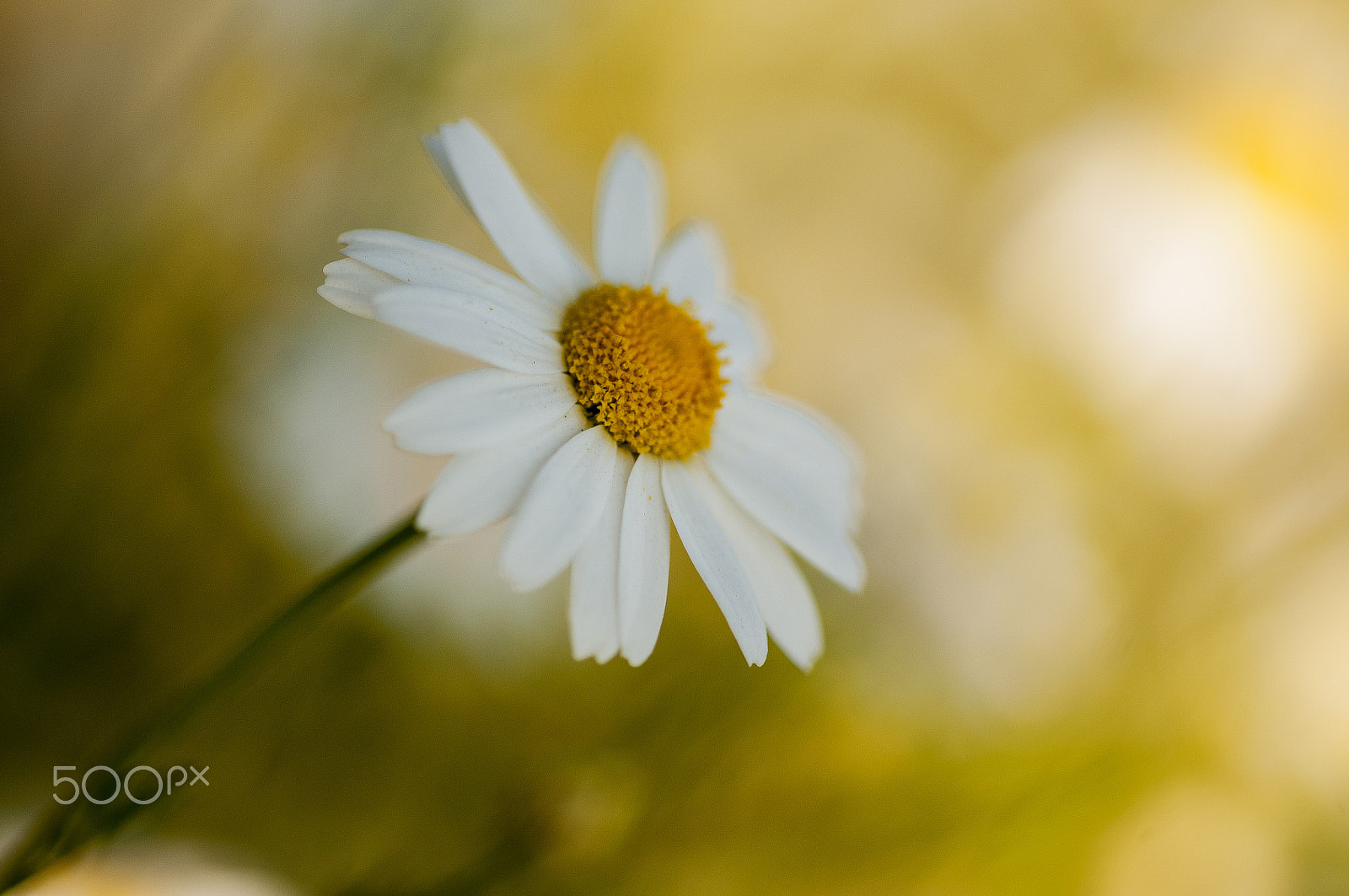 Sigma 105mm F2.8 EX DG OS HSM sample photo. One photography