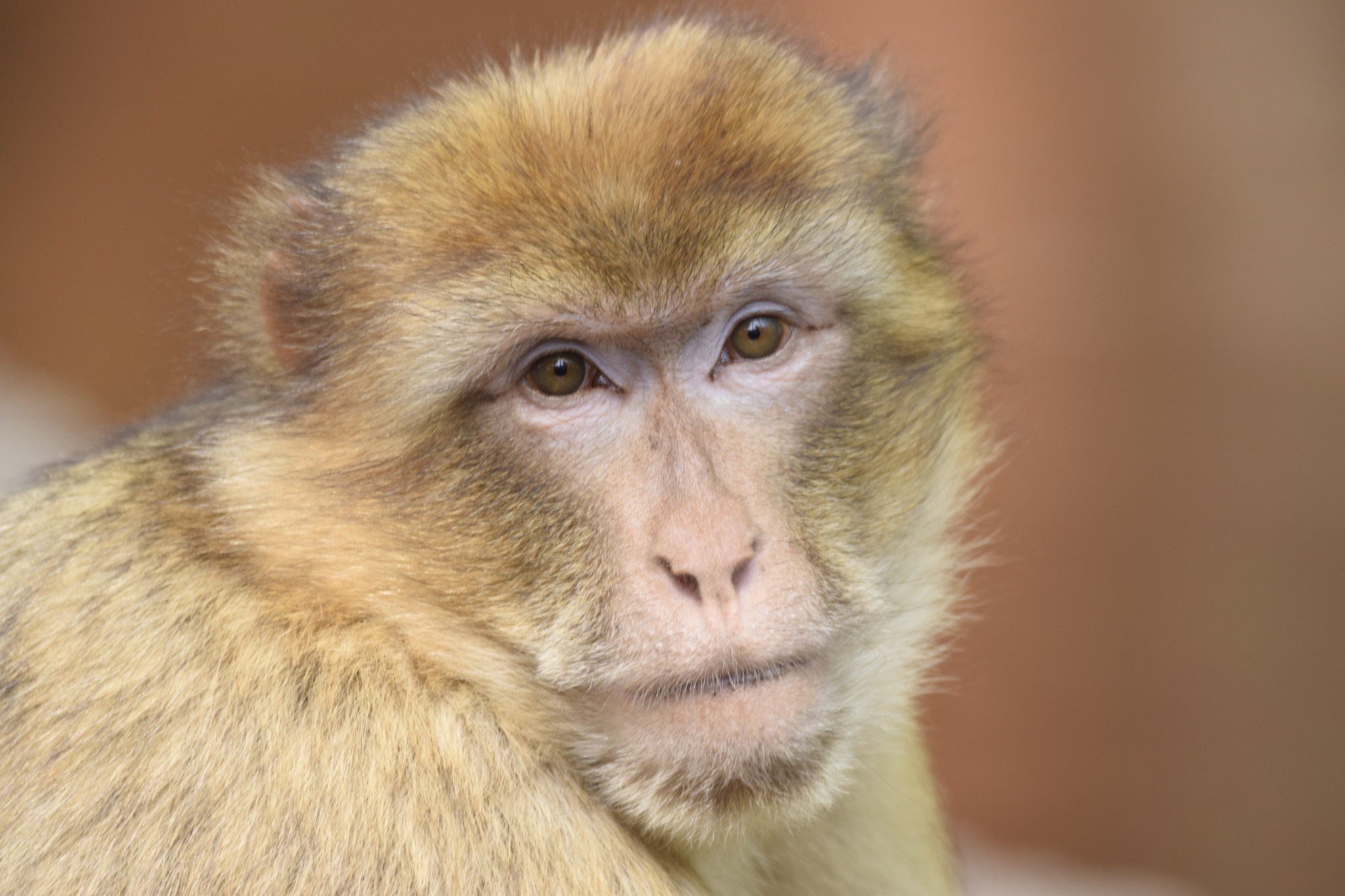 Sigma 150-600mm F5-6.3 DG OS HSM | C sample photo. Monkey at the zoo photography