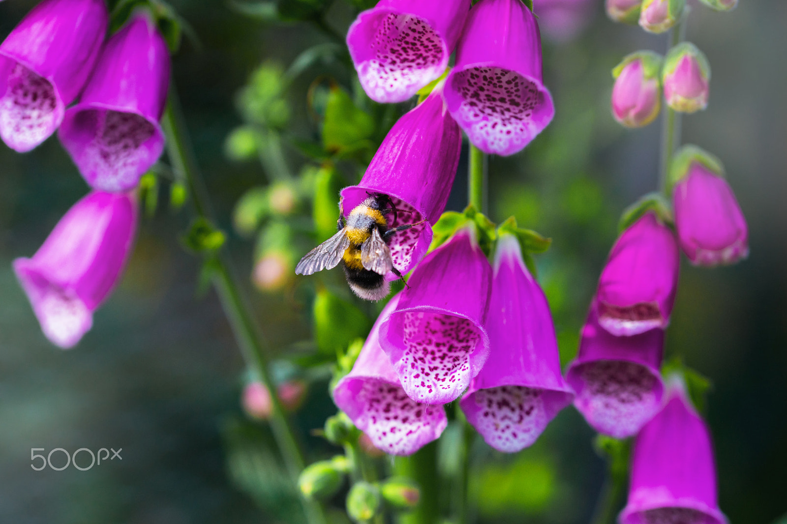 Sony a99 II + 105mm F2.8 sample photo. At work photography