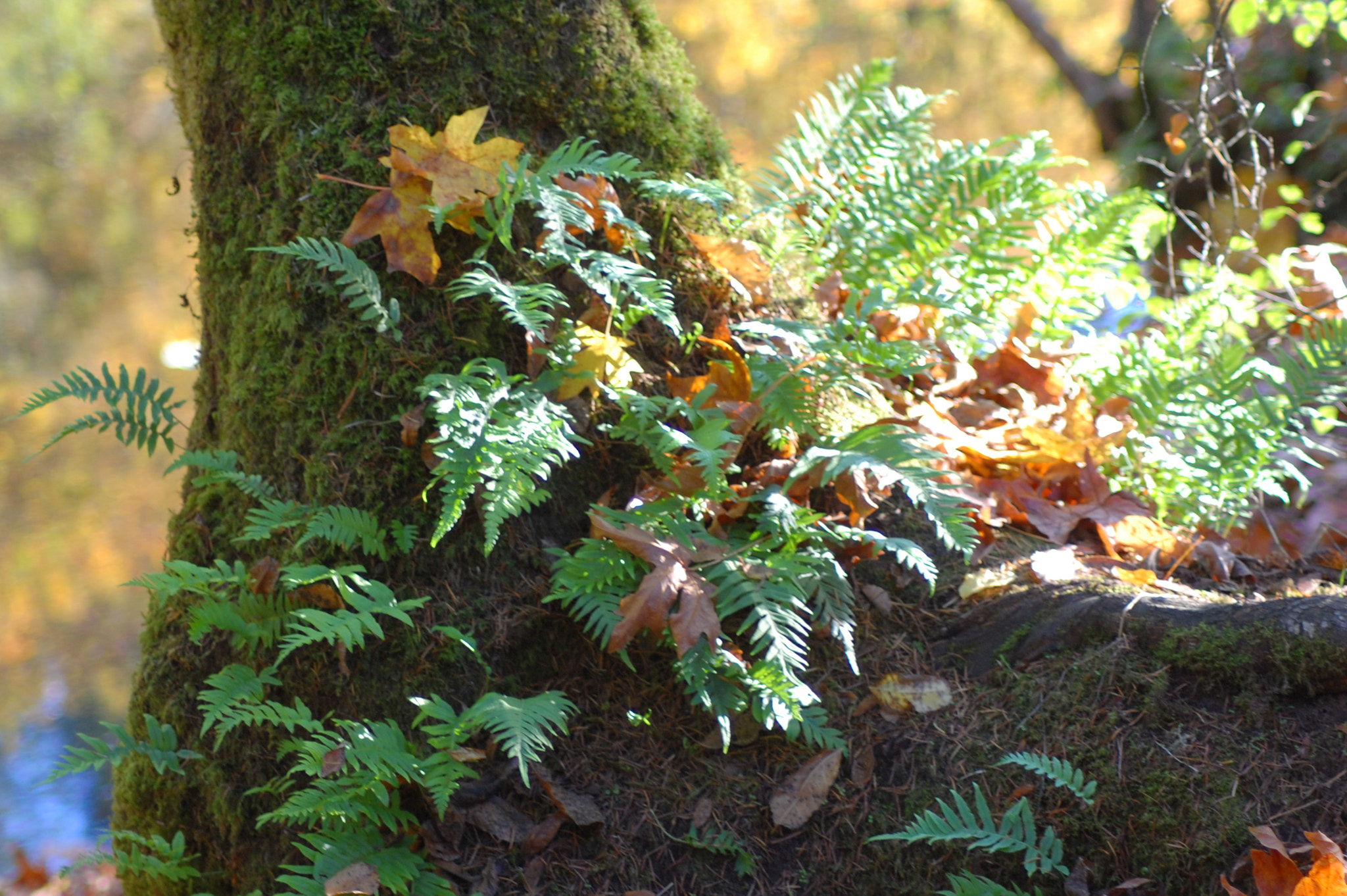 Nikon AF Nikkor 70-300mm F4-5.6G sample photo. Autumn forest photography