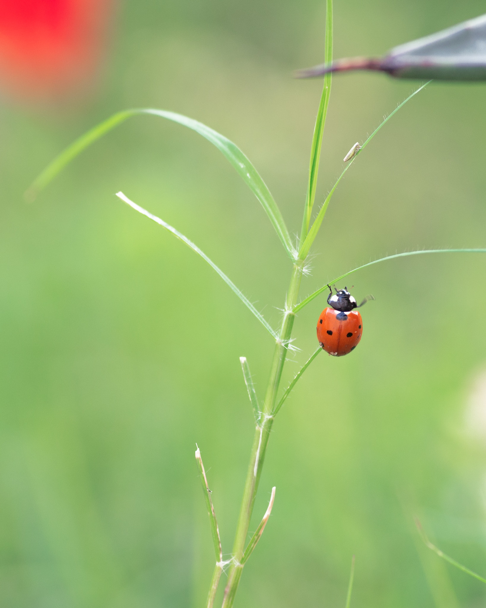 Pentax smc D-FA 100mm F2.8 Macro WR sample photo. Going up... photography