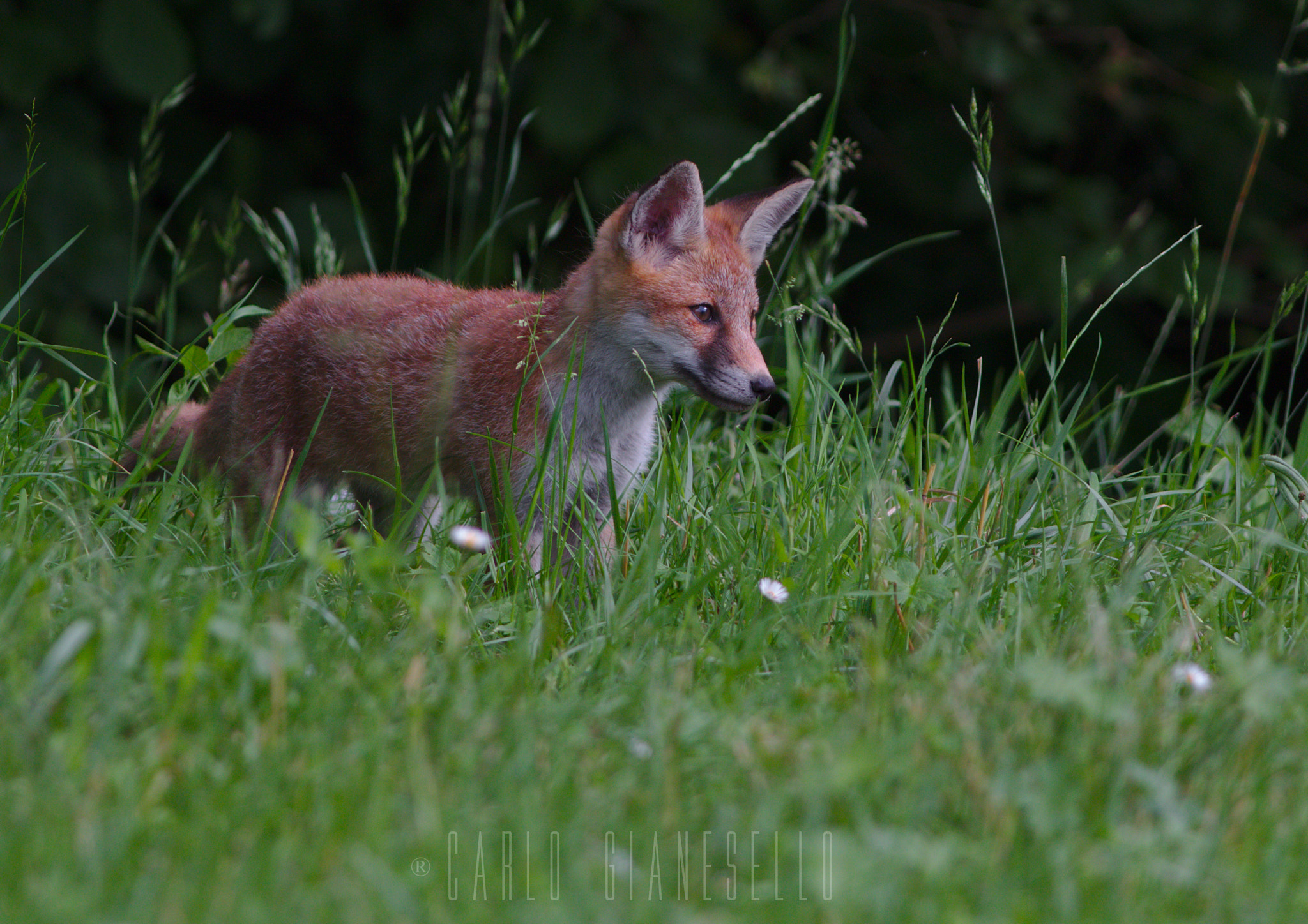 Canon EOS 70D + Canon EF 400mm F5.6L USM sample photo. Curiosity photography