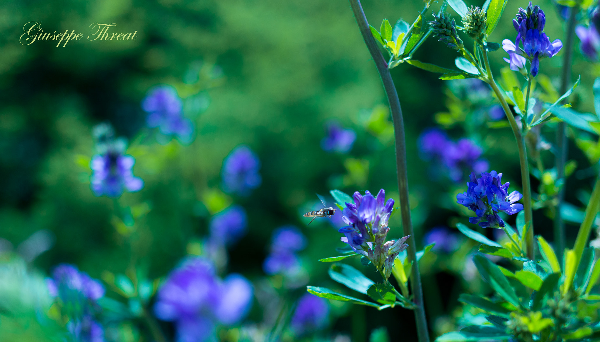 Canon EF 24mm F2.8 IS USM sample photo. Flowers photography