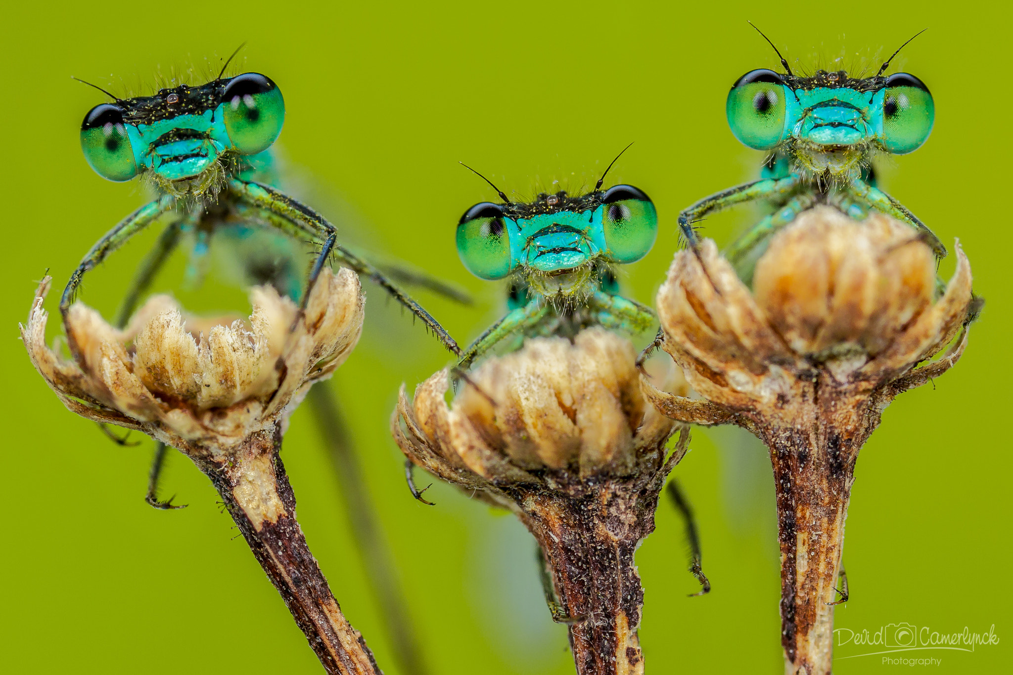 Canon MP-E 65mm F2.5 1-5x Macro Photo sample photo. The three musketeers photography