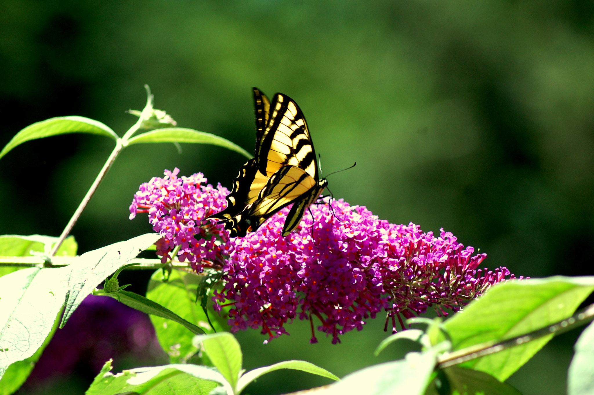 Nikon AF Nikkor 70-300mm F4-5.6G sample photo. Butterfly photography