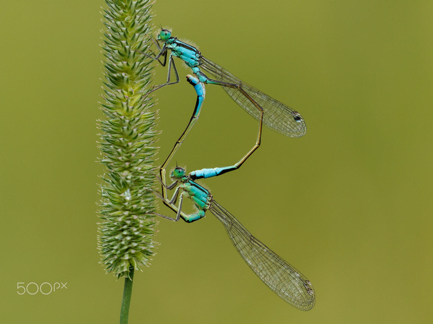 Sigma APO Macro 150mm f/2.8 EX DG HSM sample photo. Große pechlibelle photography