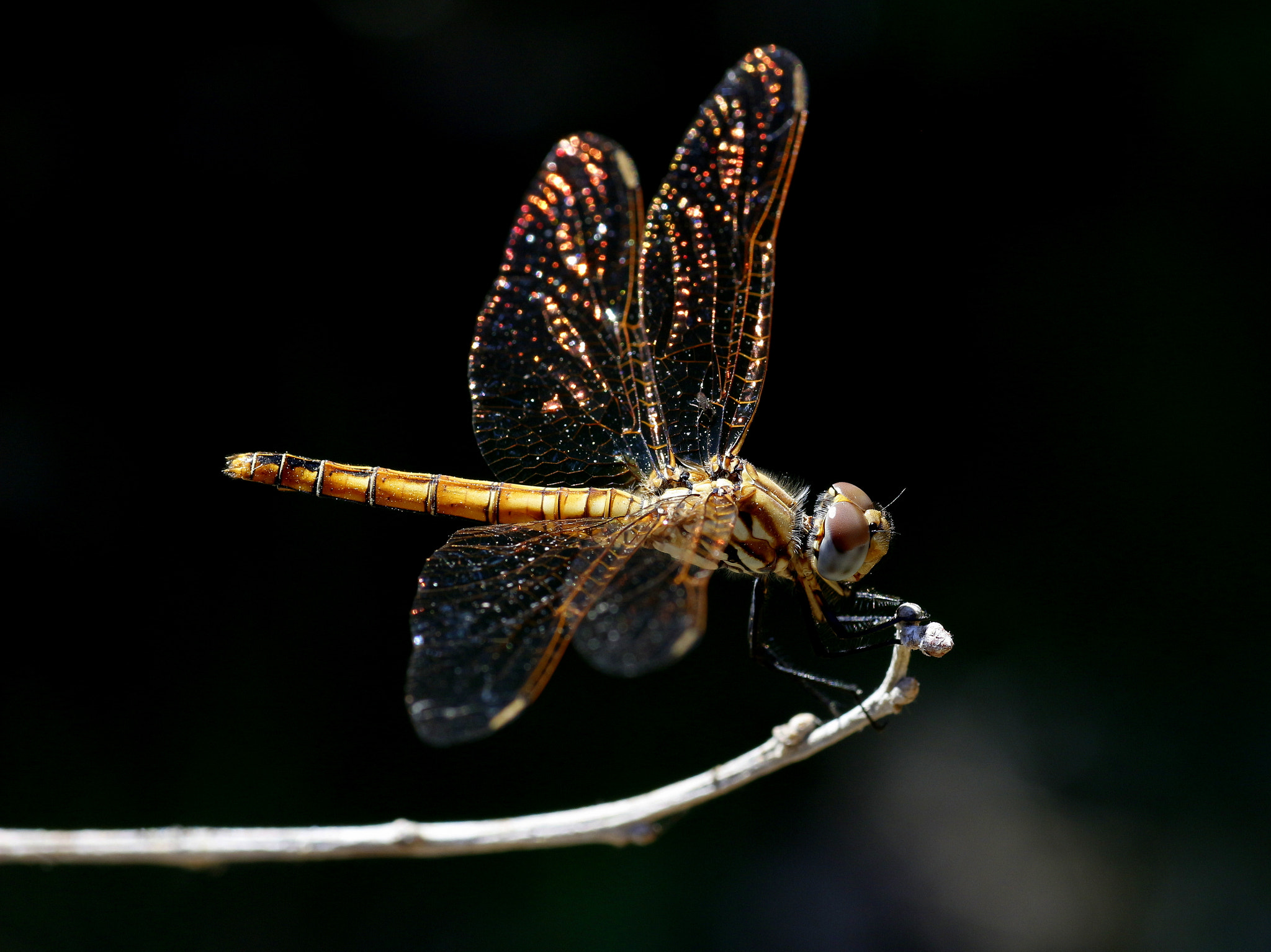 Tamron SP AF 90mm F2.8 Di Macro sample photo. Dragonfly photography
