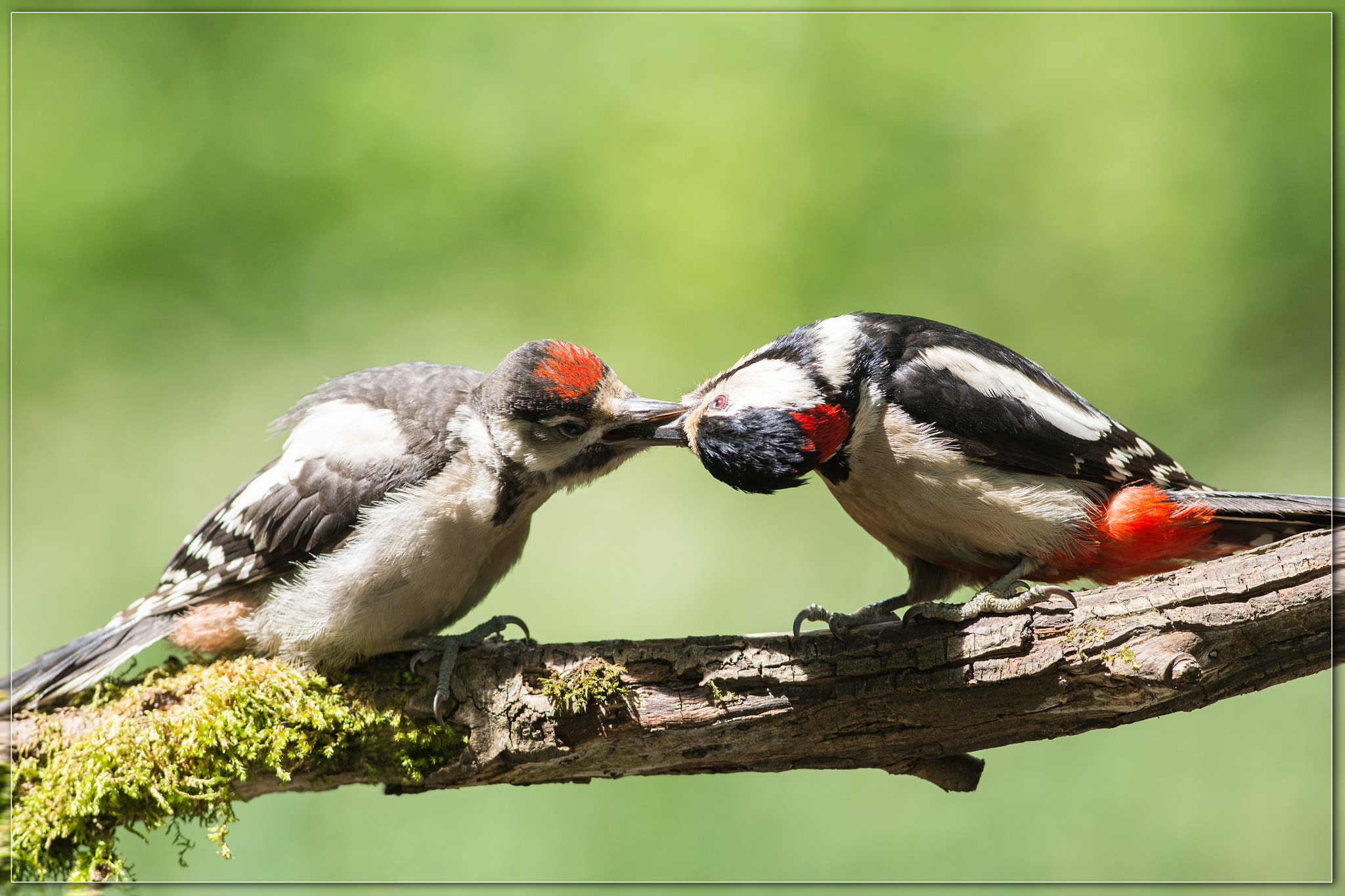 Nikon AF-S Nikkor 300mm F2.8G ED VR II sample photo. Great spotted woodpecker photography
