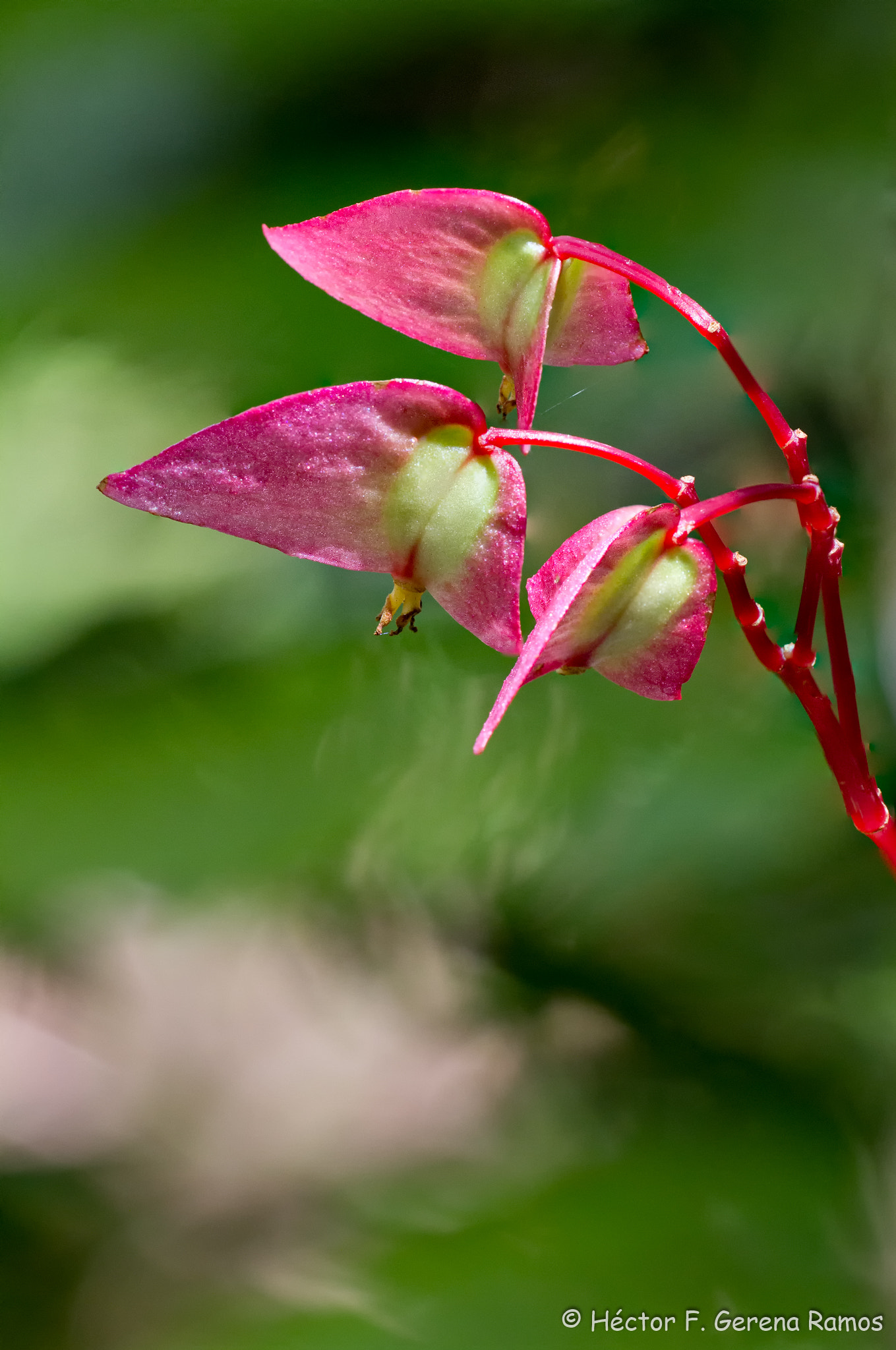 Sigma APO Macro 180mm F2.8 EX DG OS HSM sample photo. Bow photography