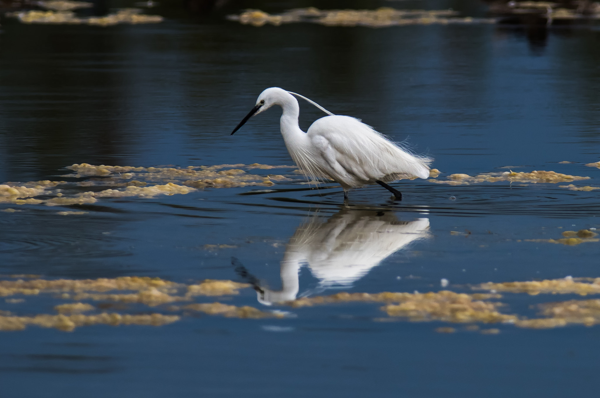 Nikon AF-S Nikkor 300mm F2.8G ED-IF VR sample photo. Morning at the mirror photography