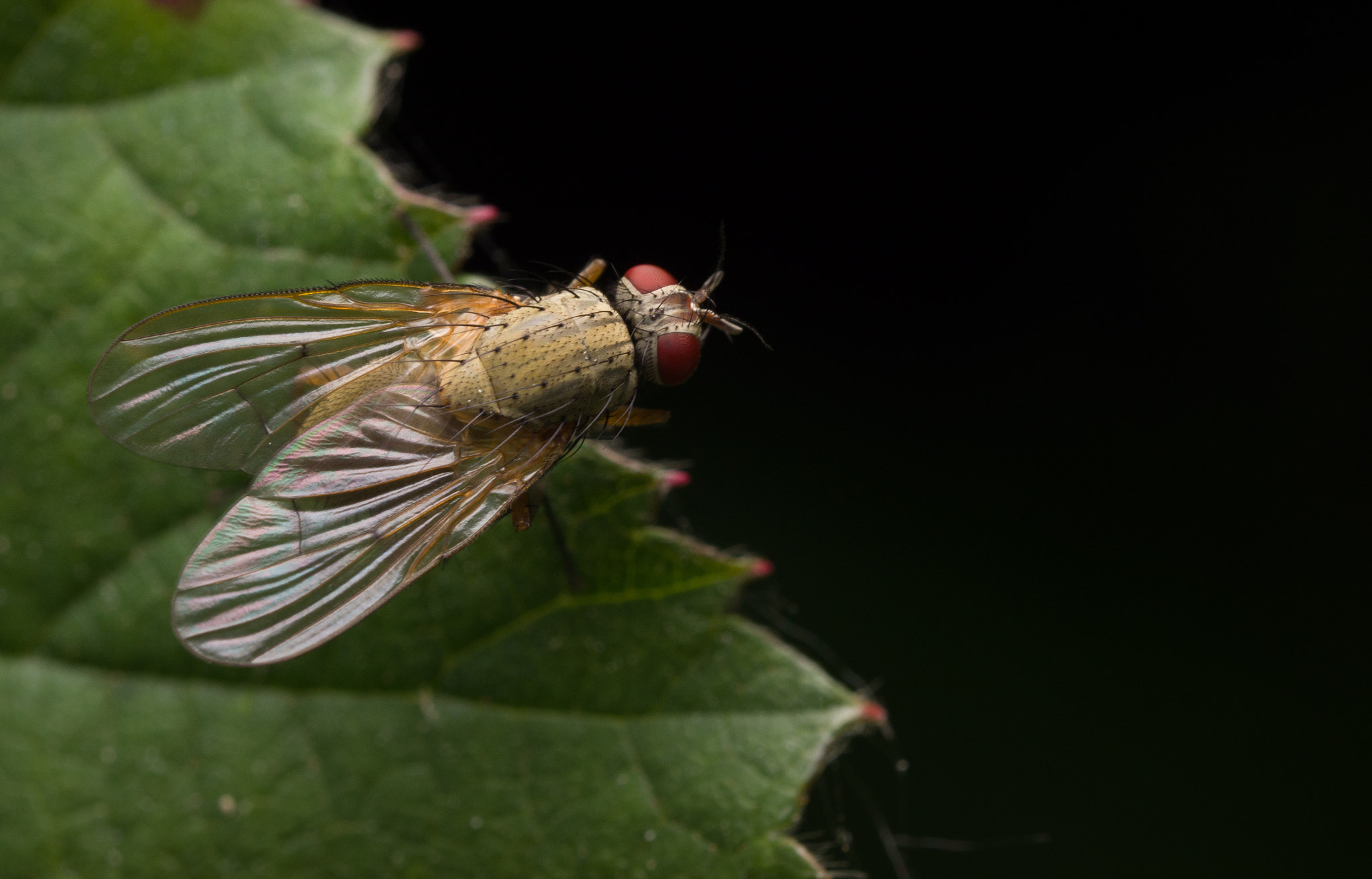 Olympus M.Zuiko Digital ED 60mm F2.8 Macro sample photo. Fly on edge of leaf photography