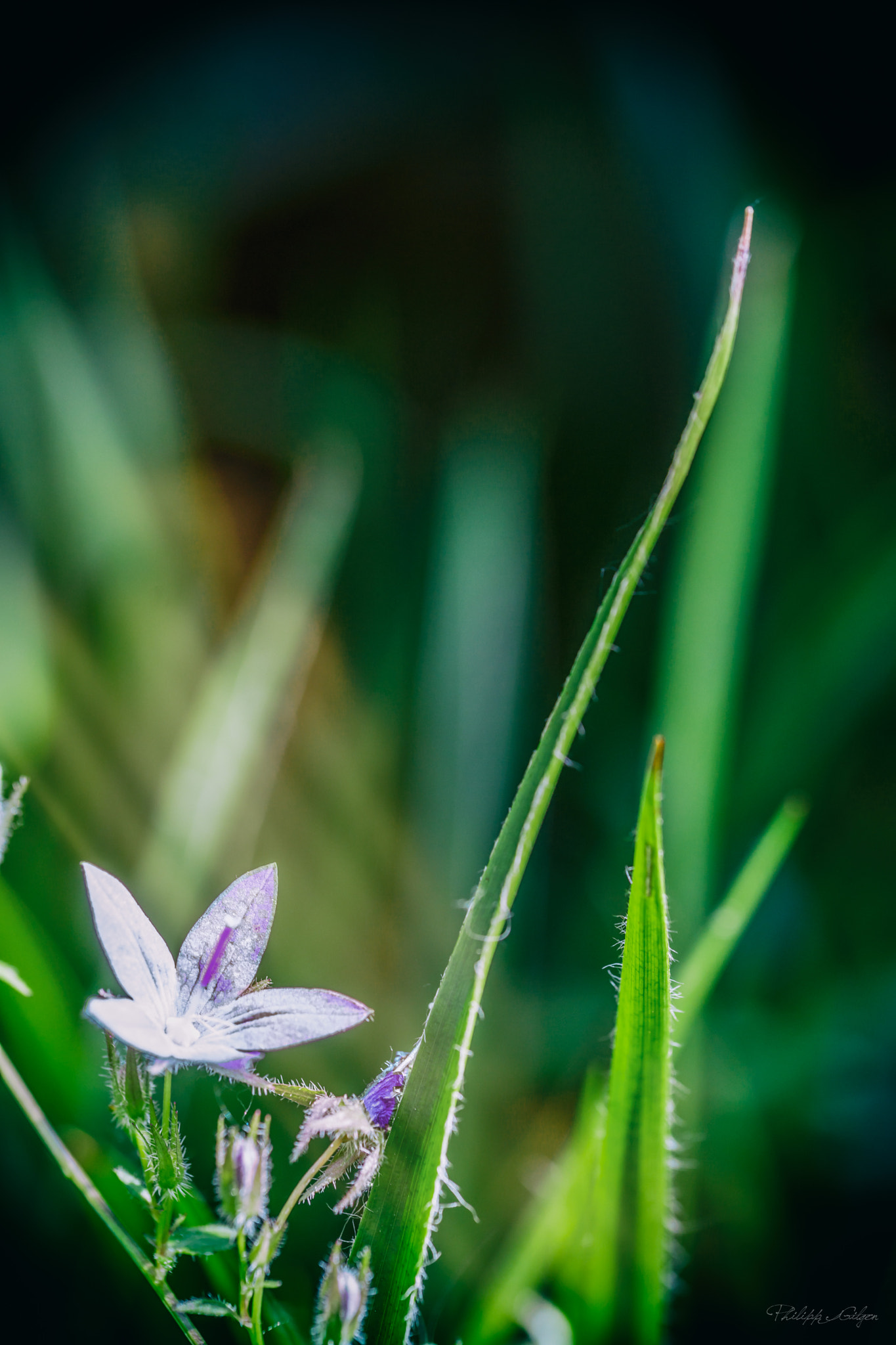 90mm F2.8 Macro SSM sample photo. Catching light photography