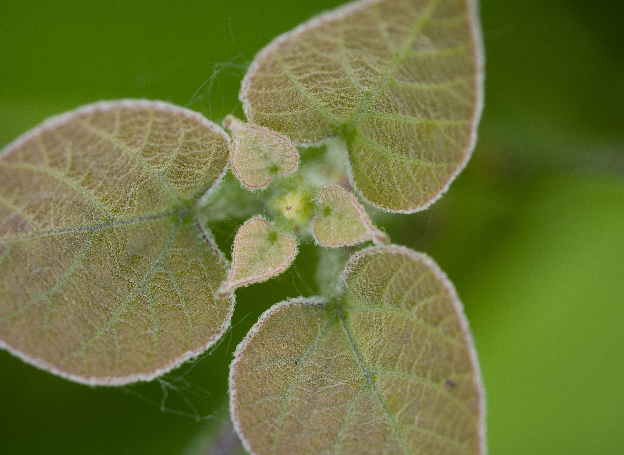 Olympus M.Zuiko Digital ED 60mm F2.8 Macro sample photo. Patterns and systems in nature photography