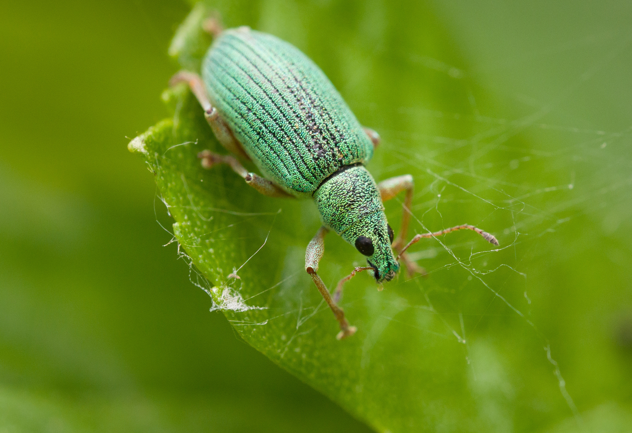 Olympus M.Zuiko Digital ED 60mm F2.8 Macro sample photo. Caught in a trap photography