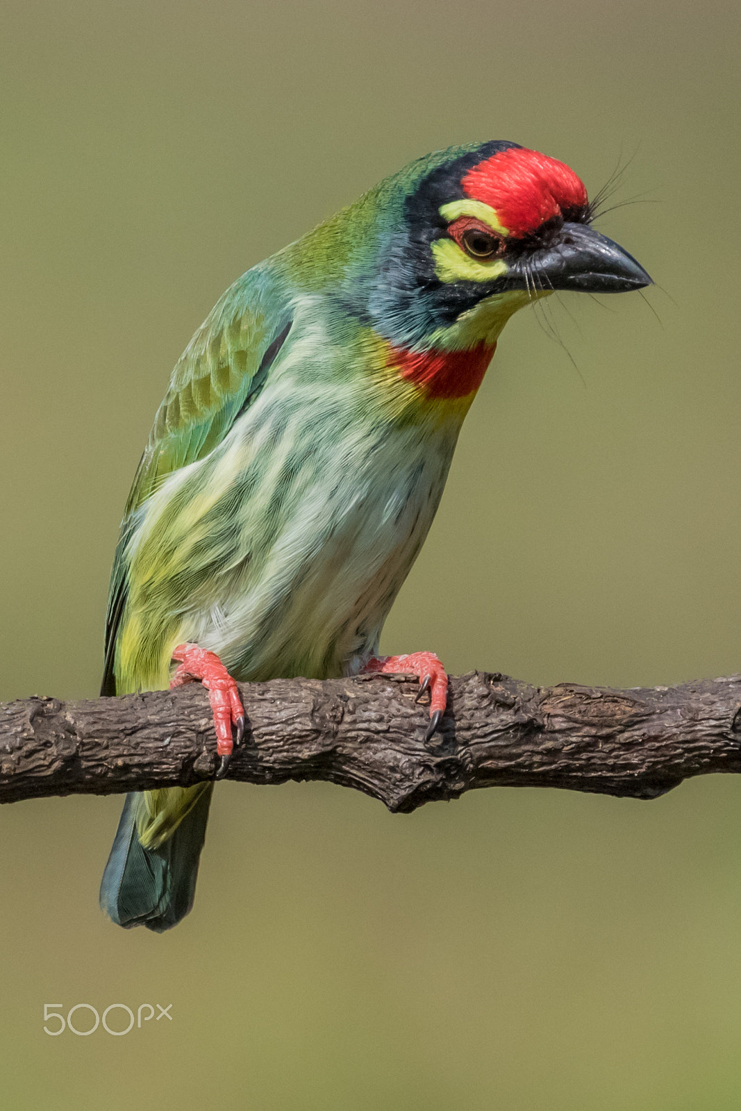 Canon EOS 7D Mark II sample photo. Coppersmith barbet photography