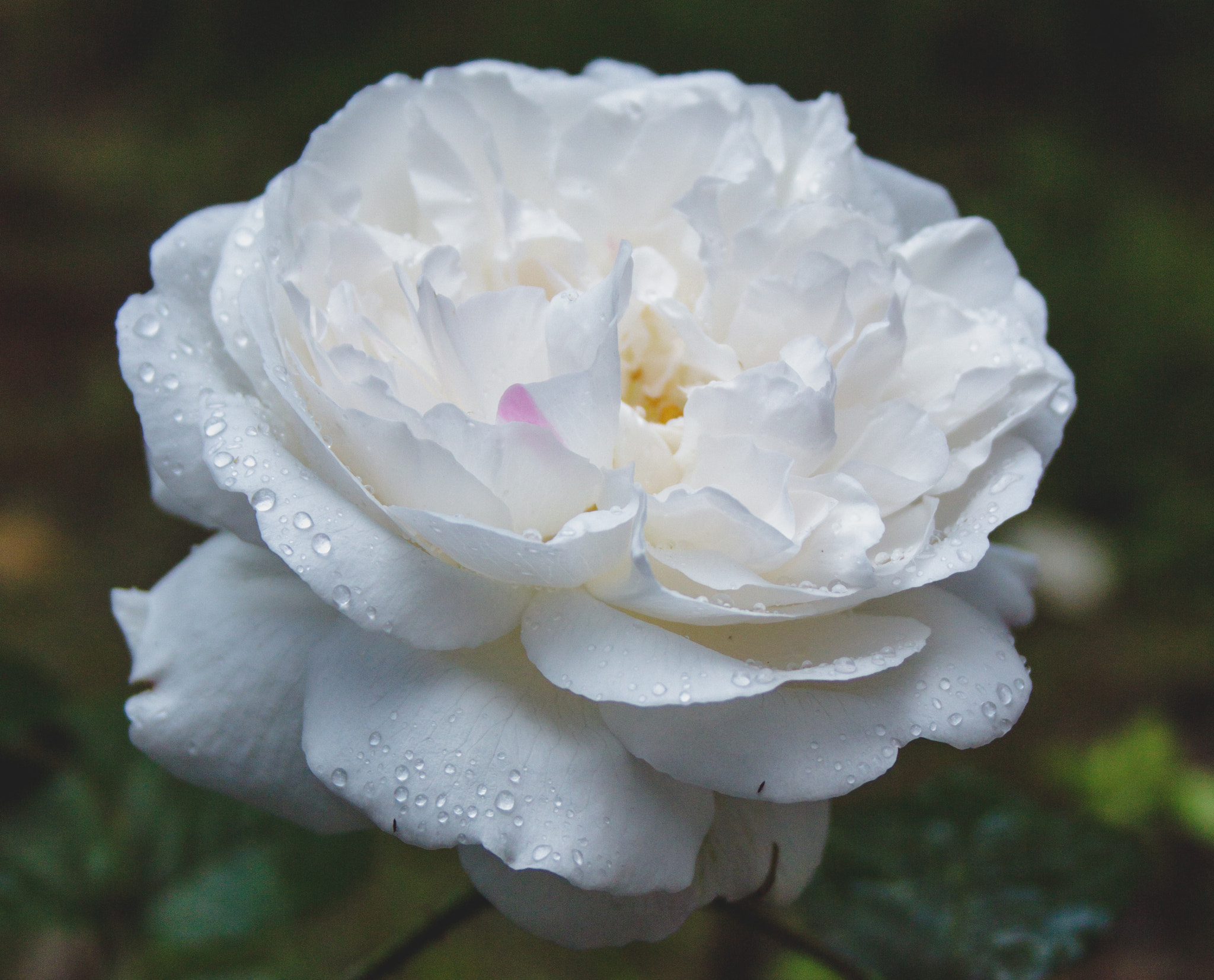 Canon EF-S 18-55mm F3.5-5.6 sample photo. Gentle rose photography