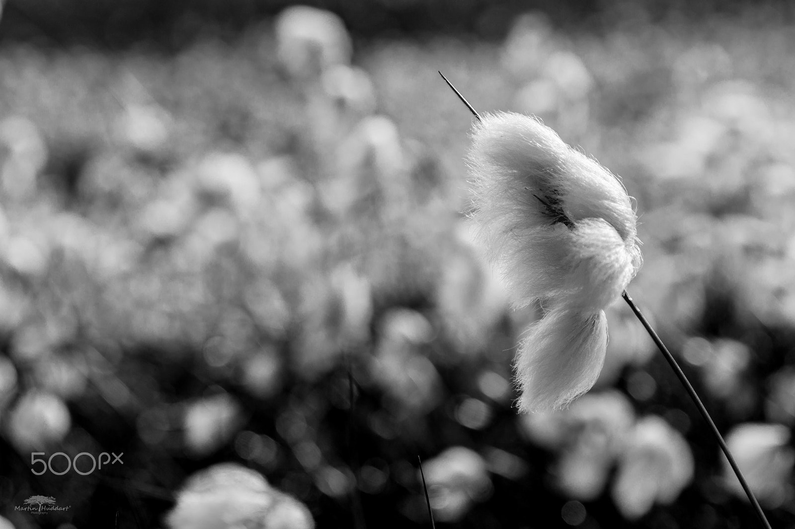 Sony SLT-A77 + Tamron SP AF 90mm F2.8 Di Macro sample photo. Cottongrass photography