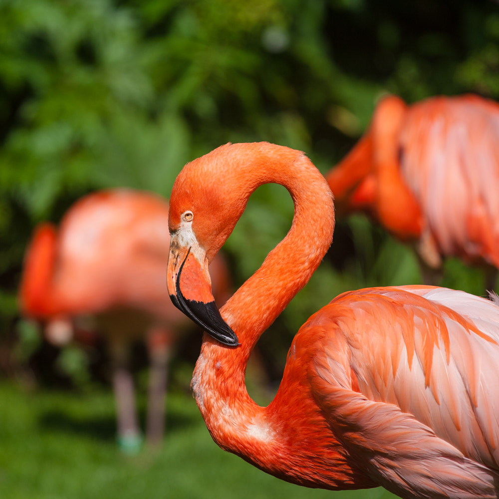 Canon EOS-1Ds Mark II sample photo. Flamingo photography