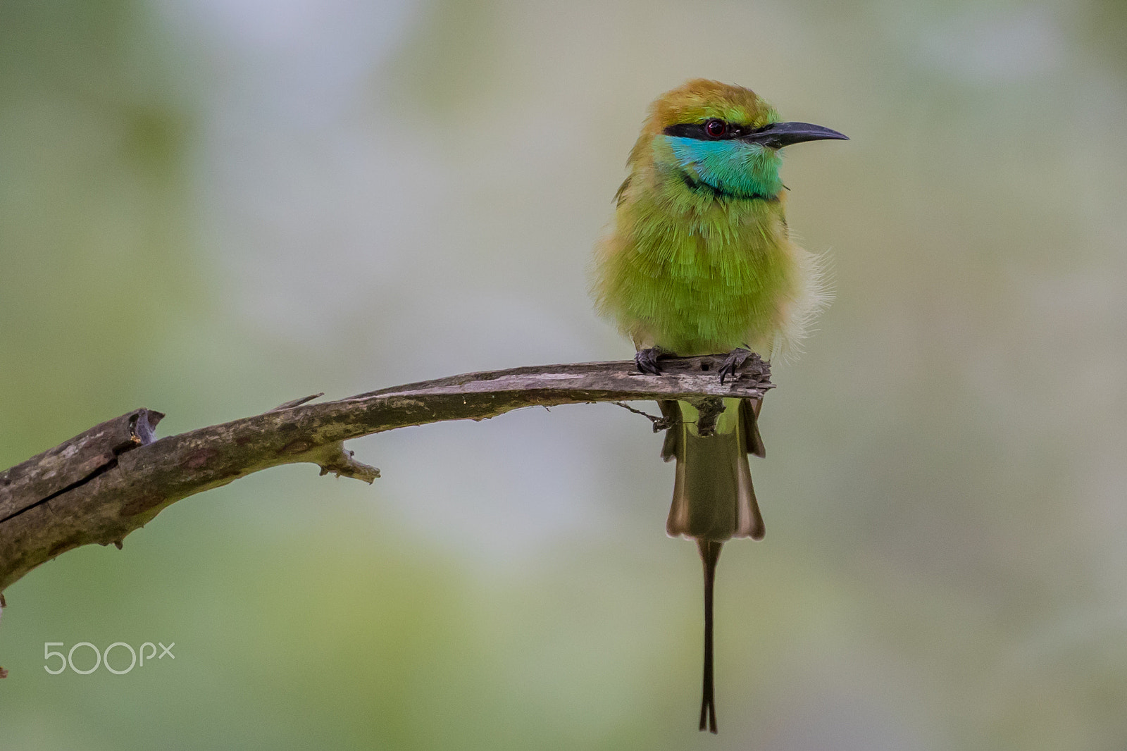 Canon EOS 7D Mark II sample photo. Green bee-eater photography