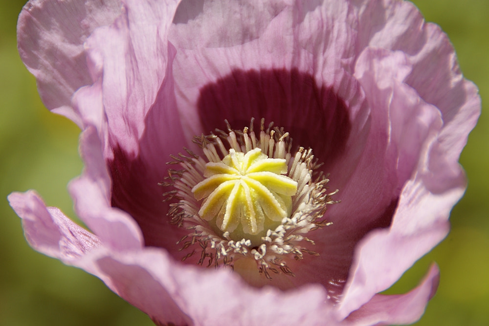 Sony Alpha DSLR-A290 sample photo. Purple poppy photography