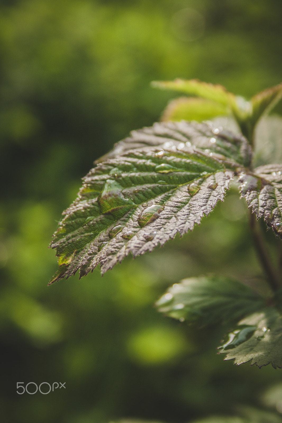 Canon EF-S 18-55mm F3.5-5.6 sample photo. Blackberry leaves photography